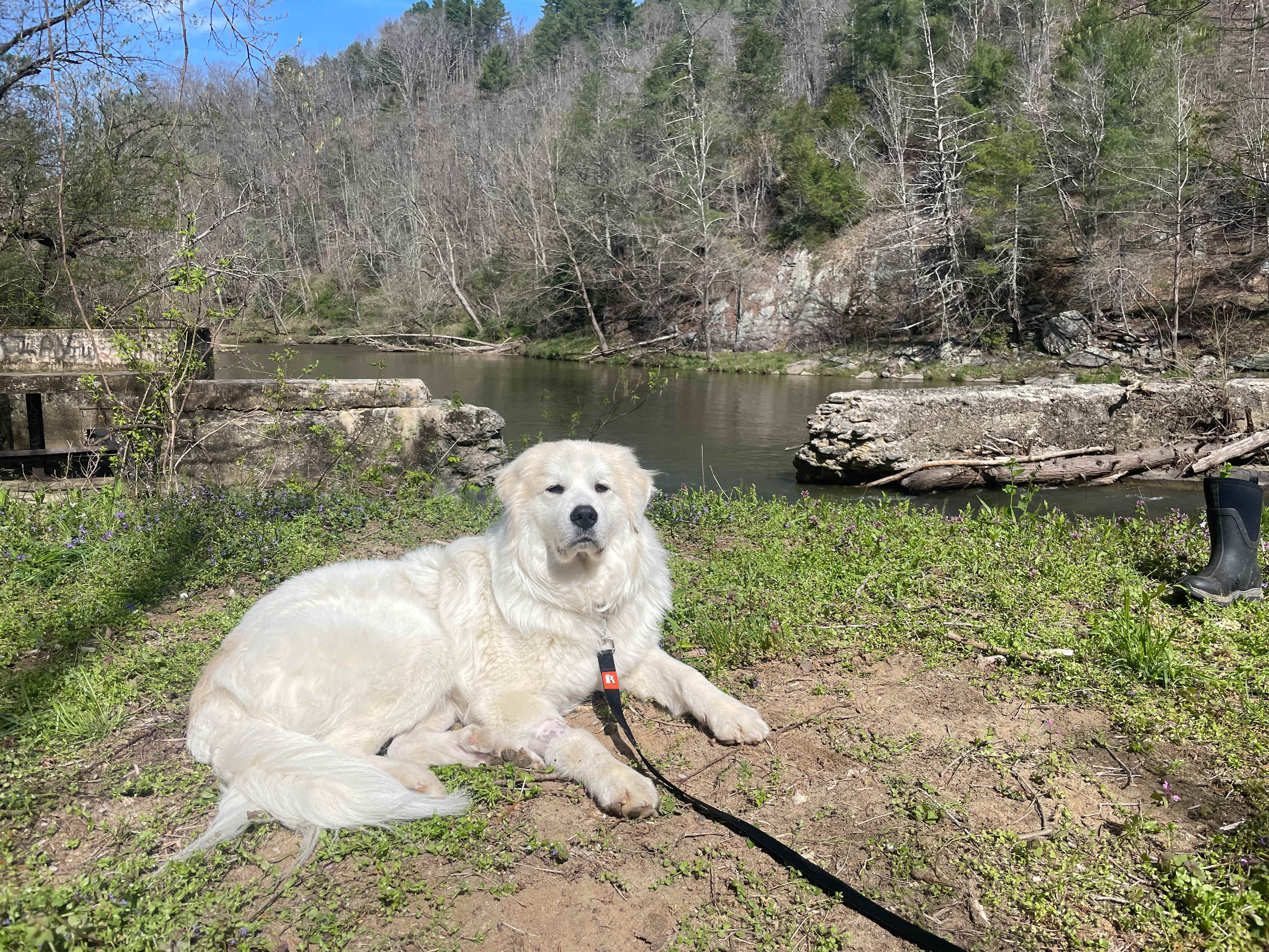 Our dog Buddy enjoying the site. 