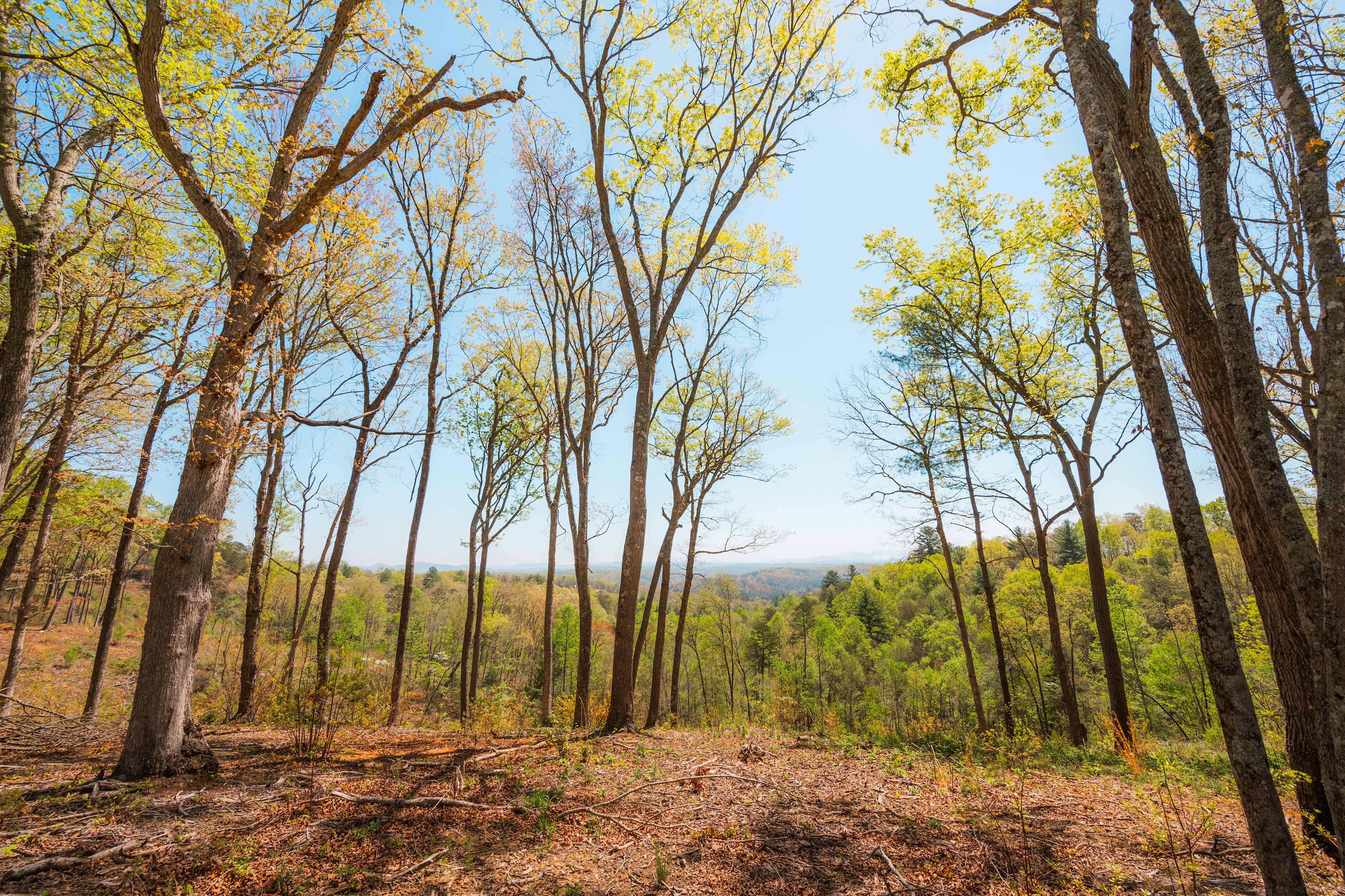 White Oak Reserve