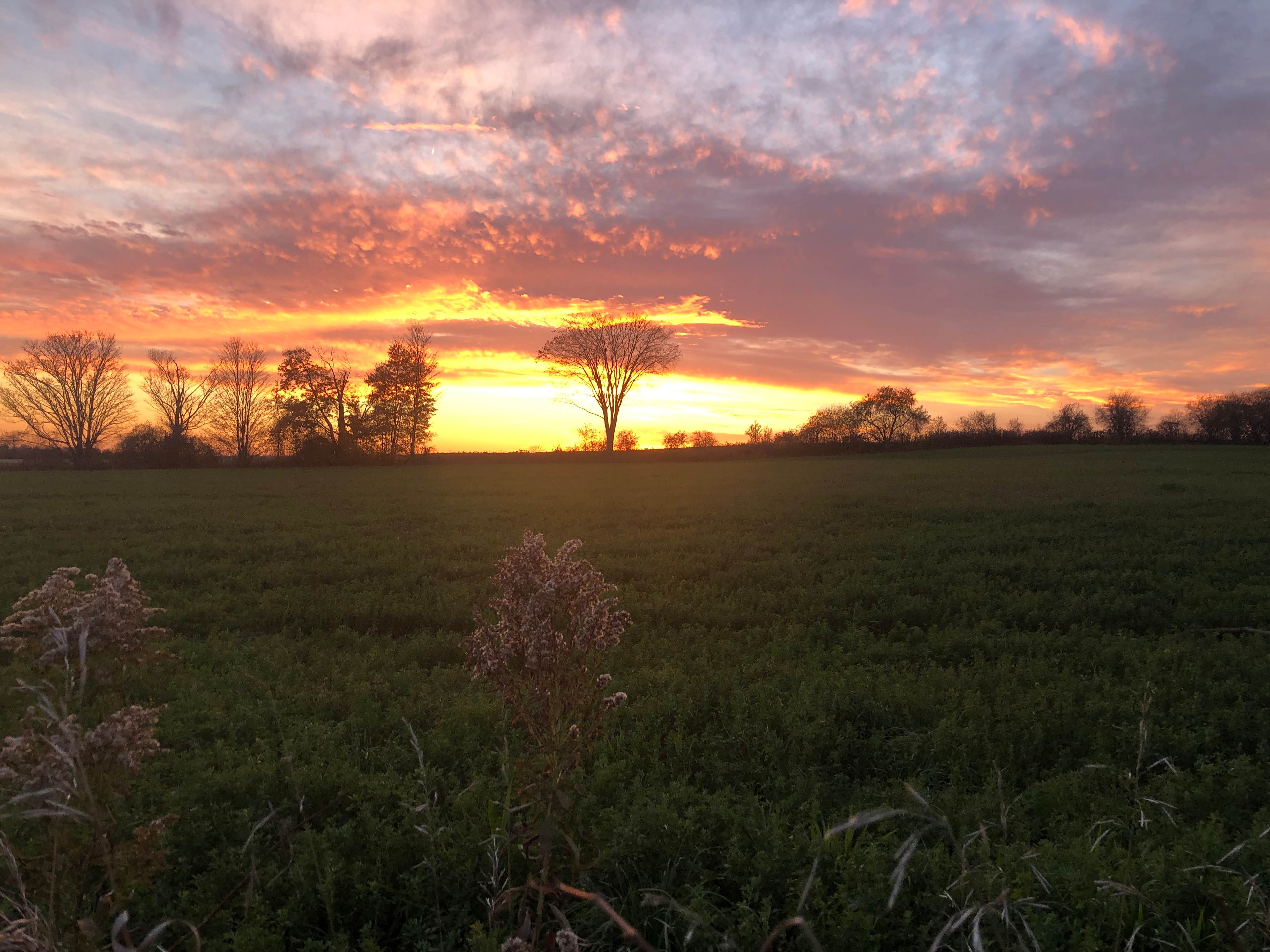 Maple Glen Farms