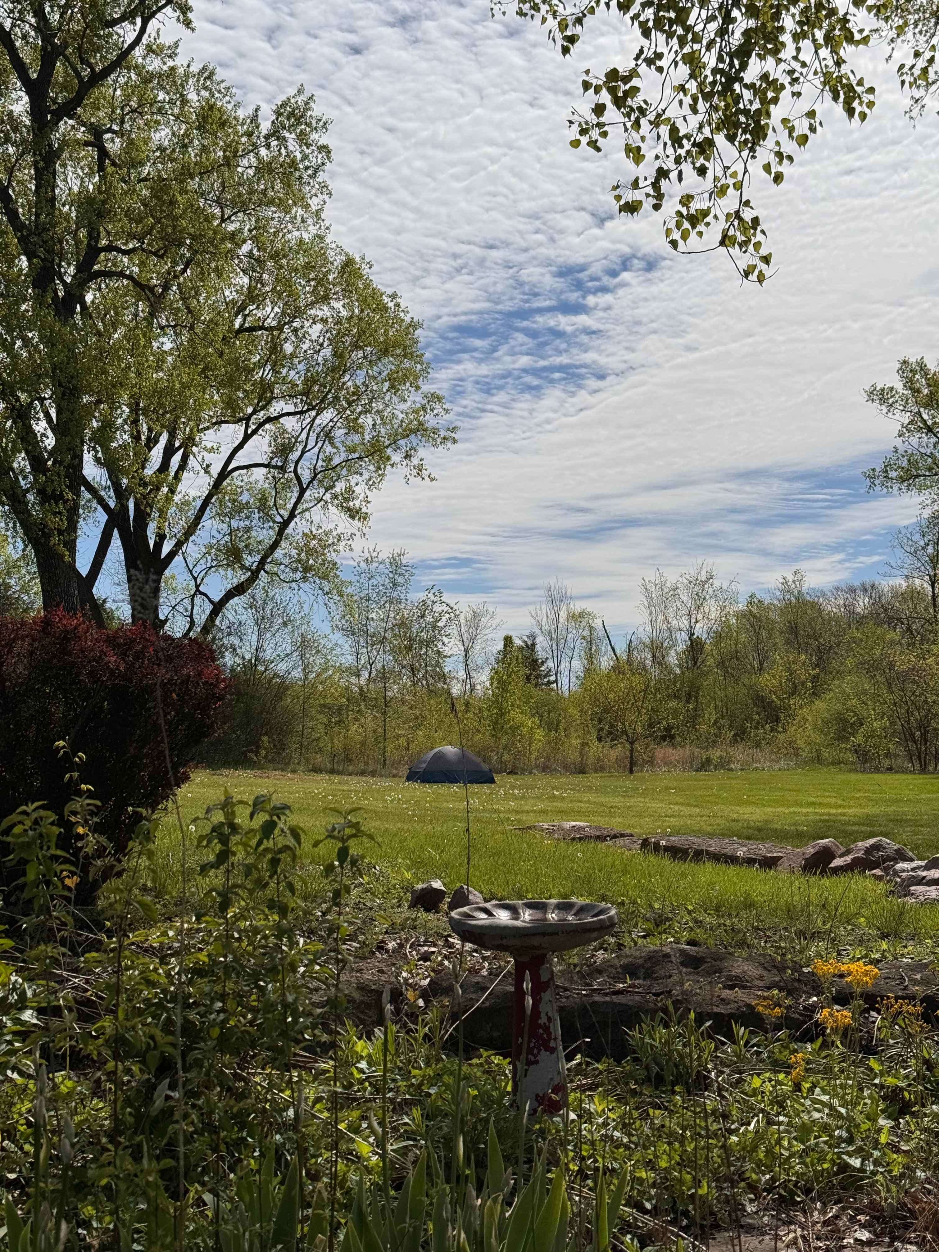 Moonlight Meadow KC