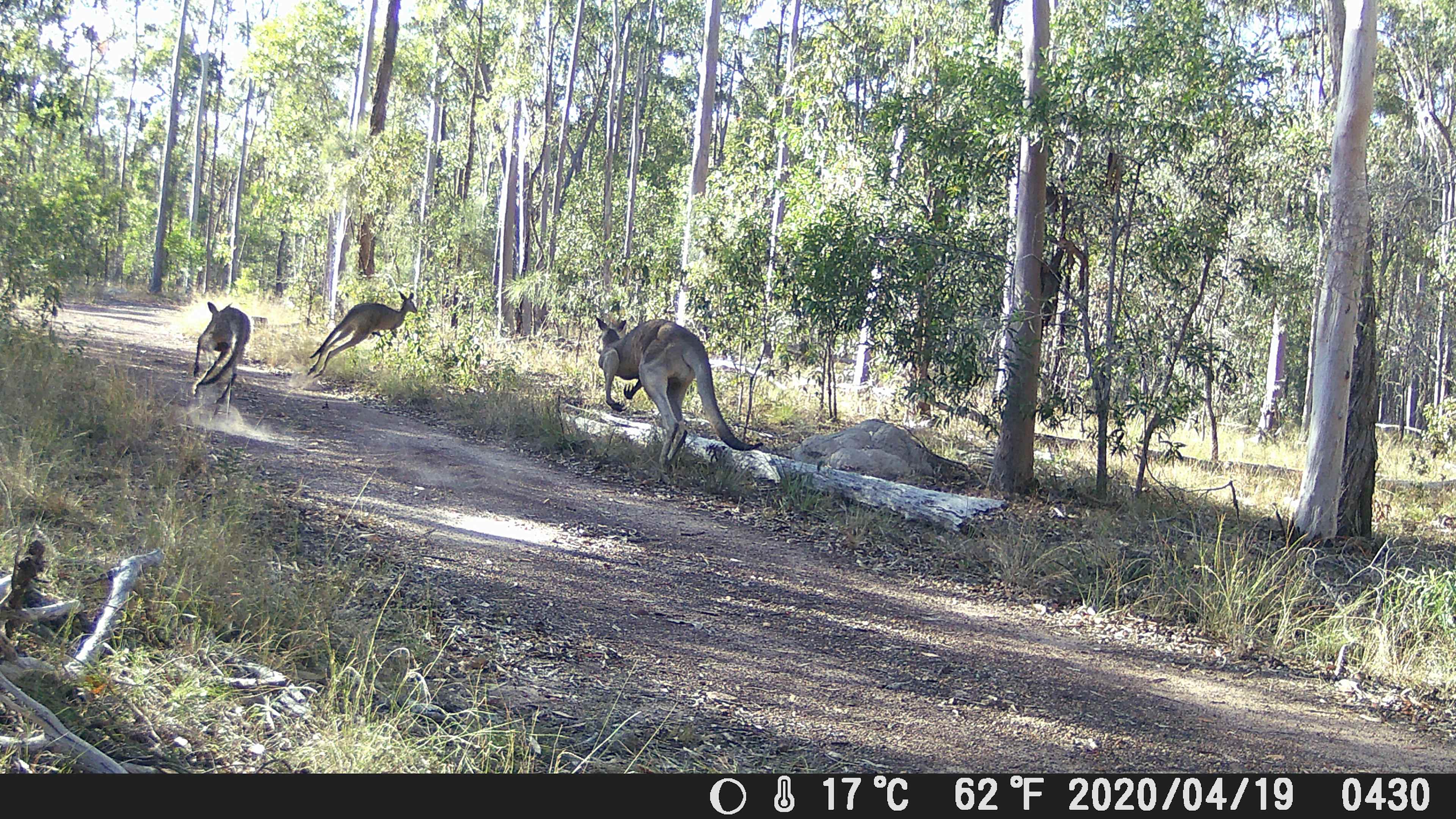 Circles In The Forest bush camp