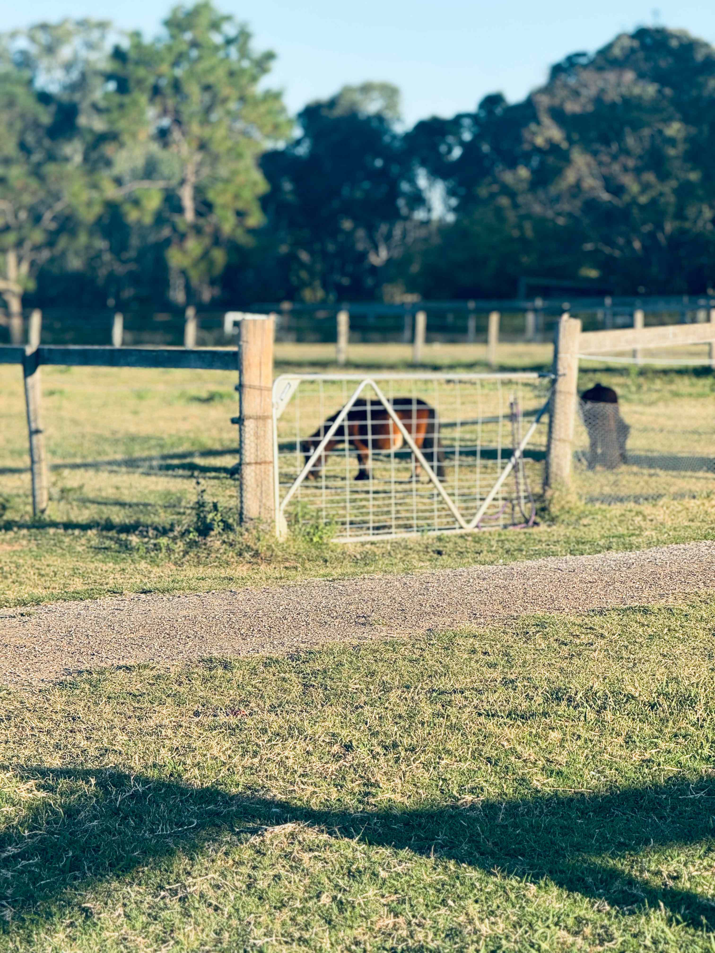 Peppertree Pony Camp