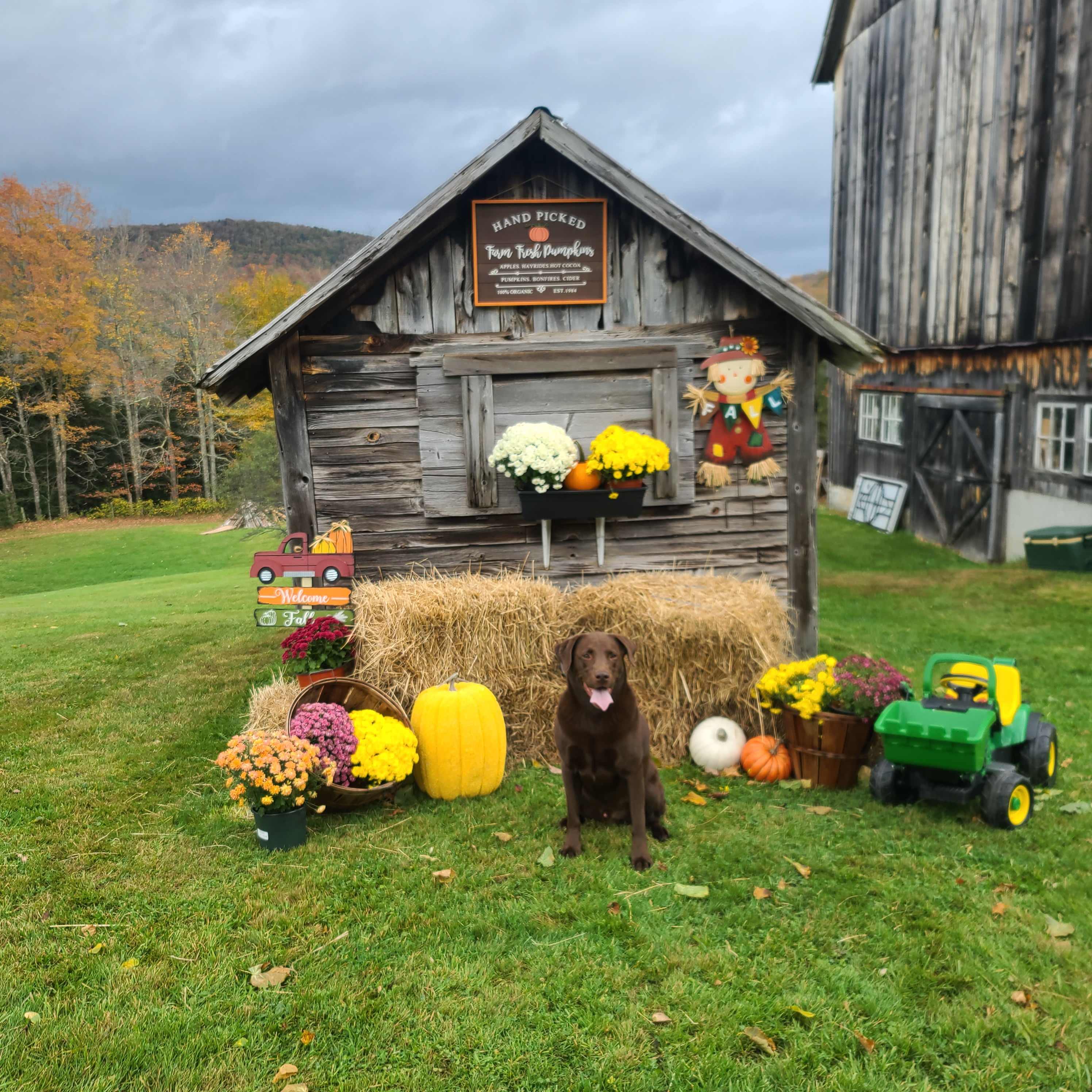 Golden Maple Farm - Camping
