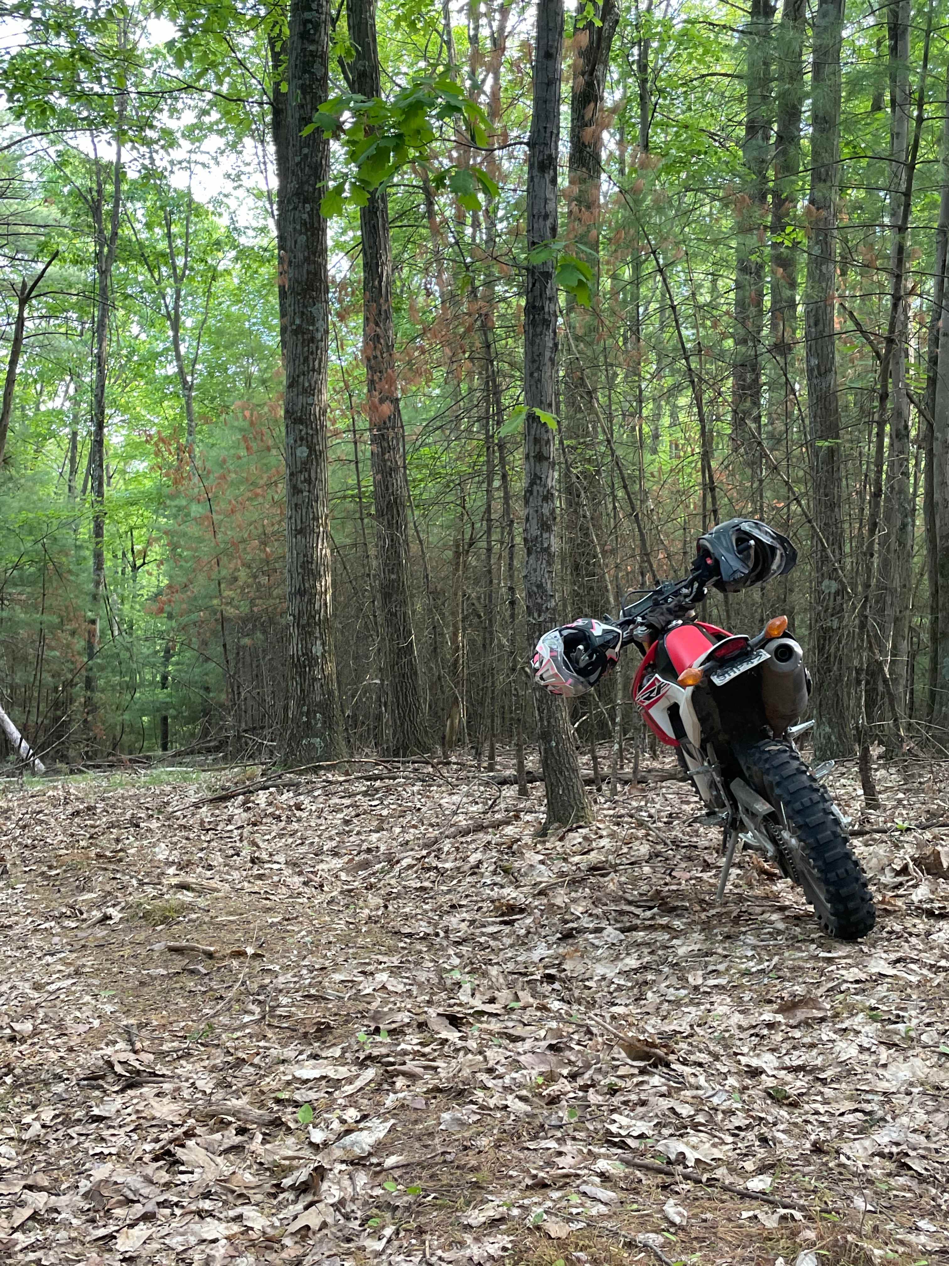 Whitetail Summit