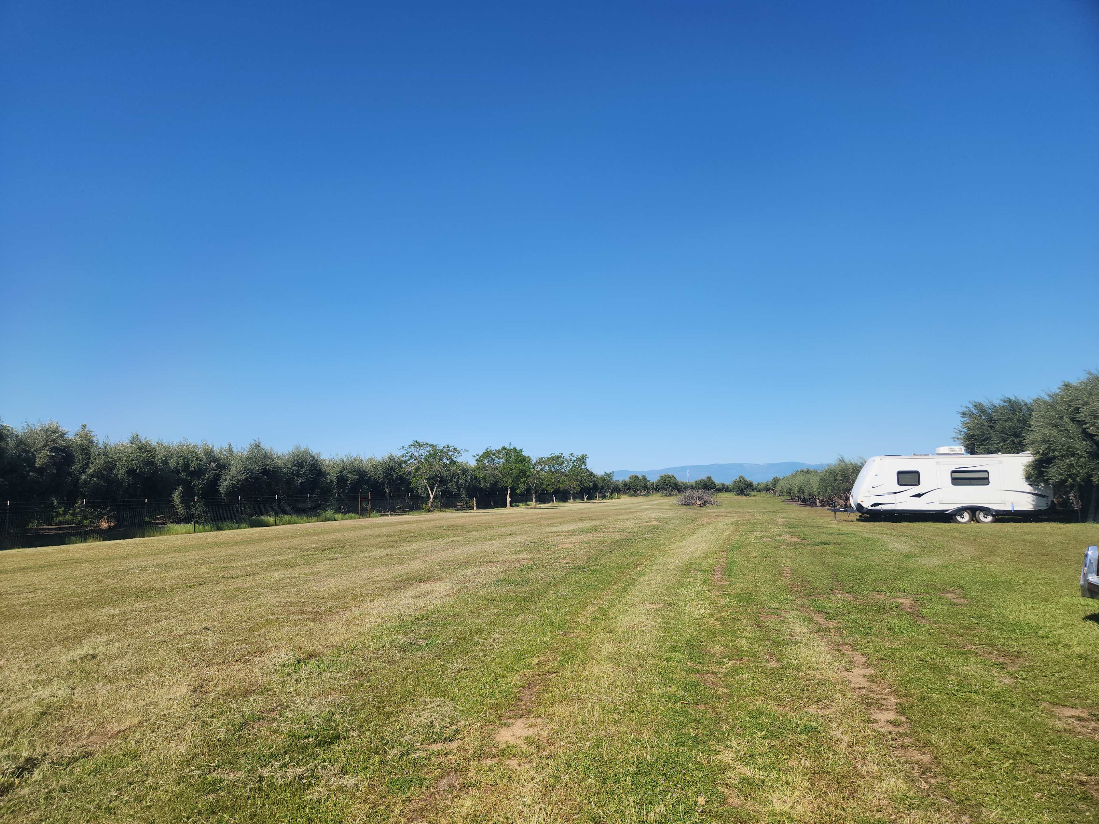 Olive Camp