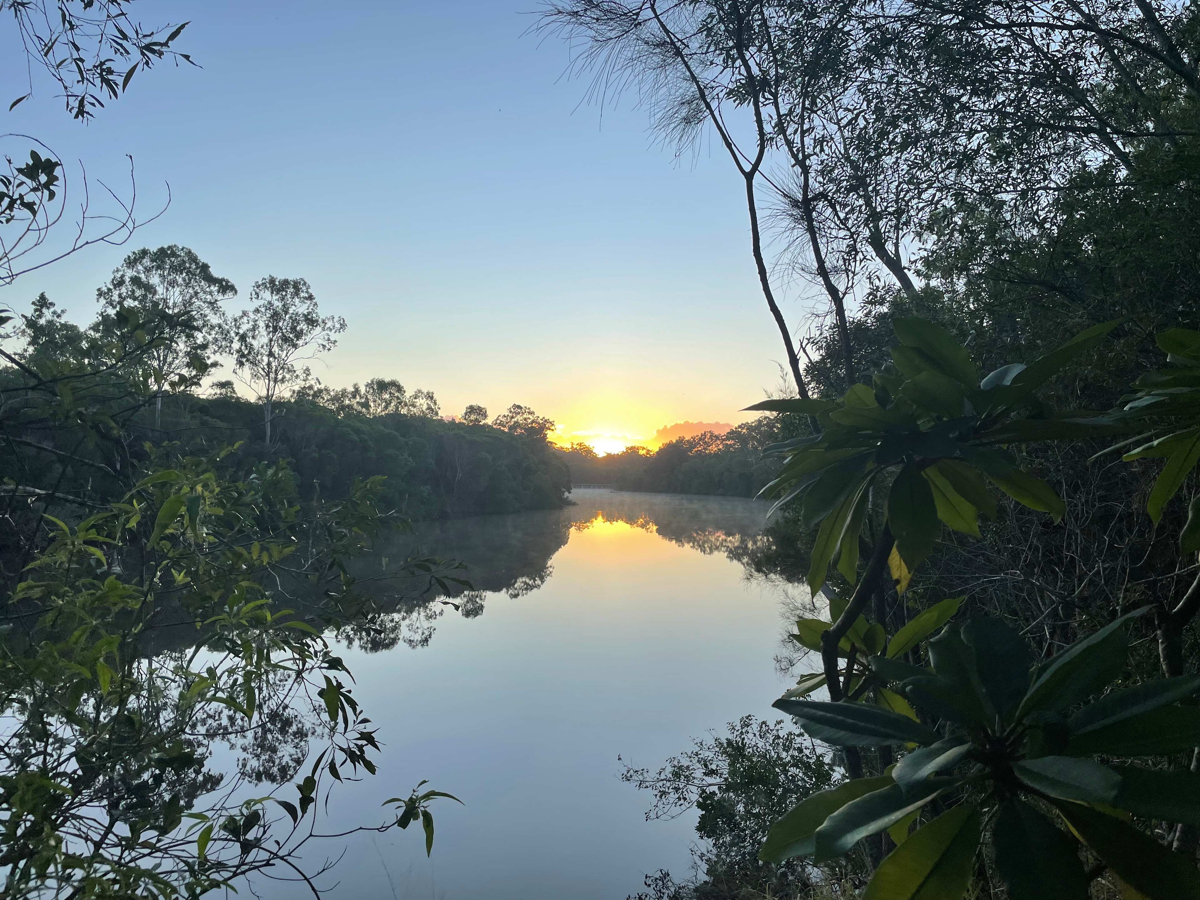 Kotuku on Oyster Creek