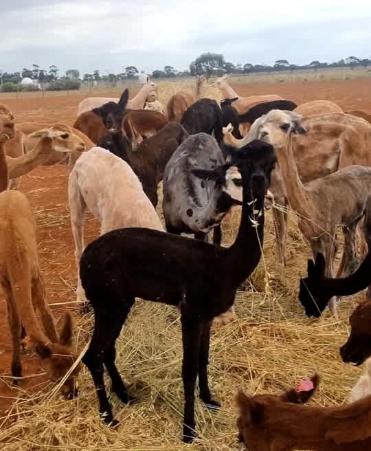 See some of the farm animals doing their thing from the next paddock,  or book in for an Alpaca Meet and Greet Experience to get up close and personal with the true stars of the show. 