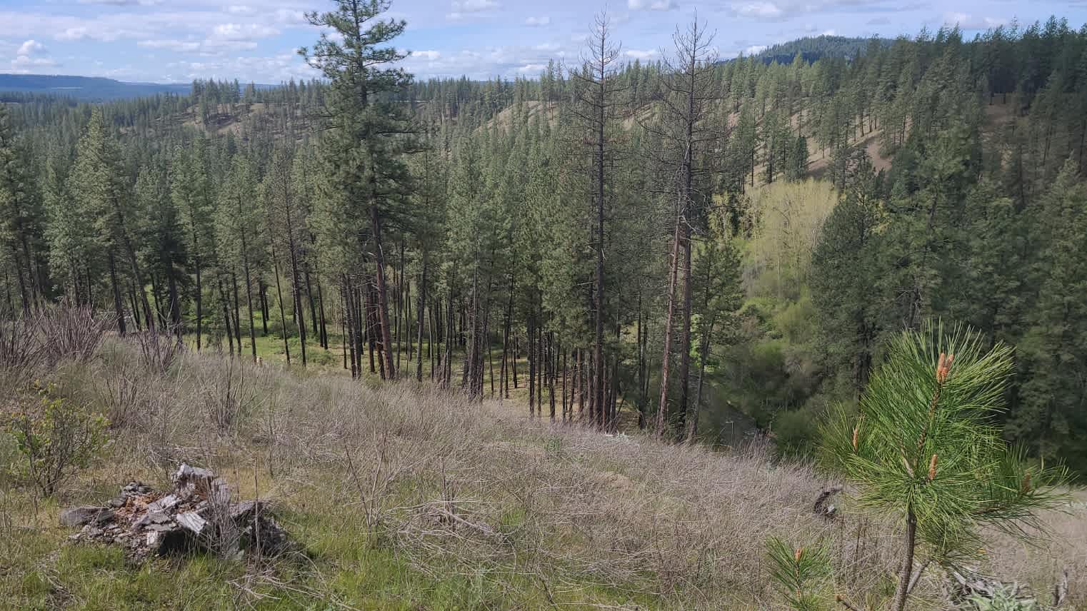 Misty meadows campground