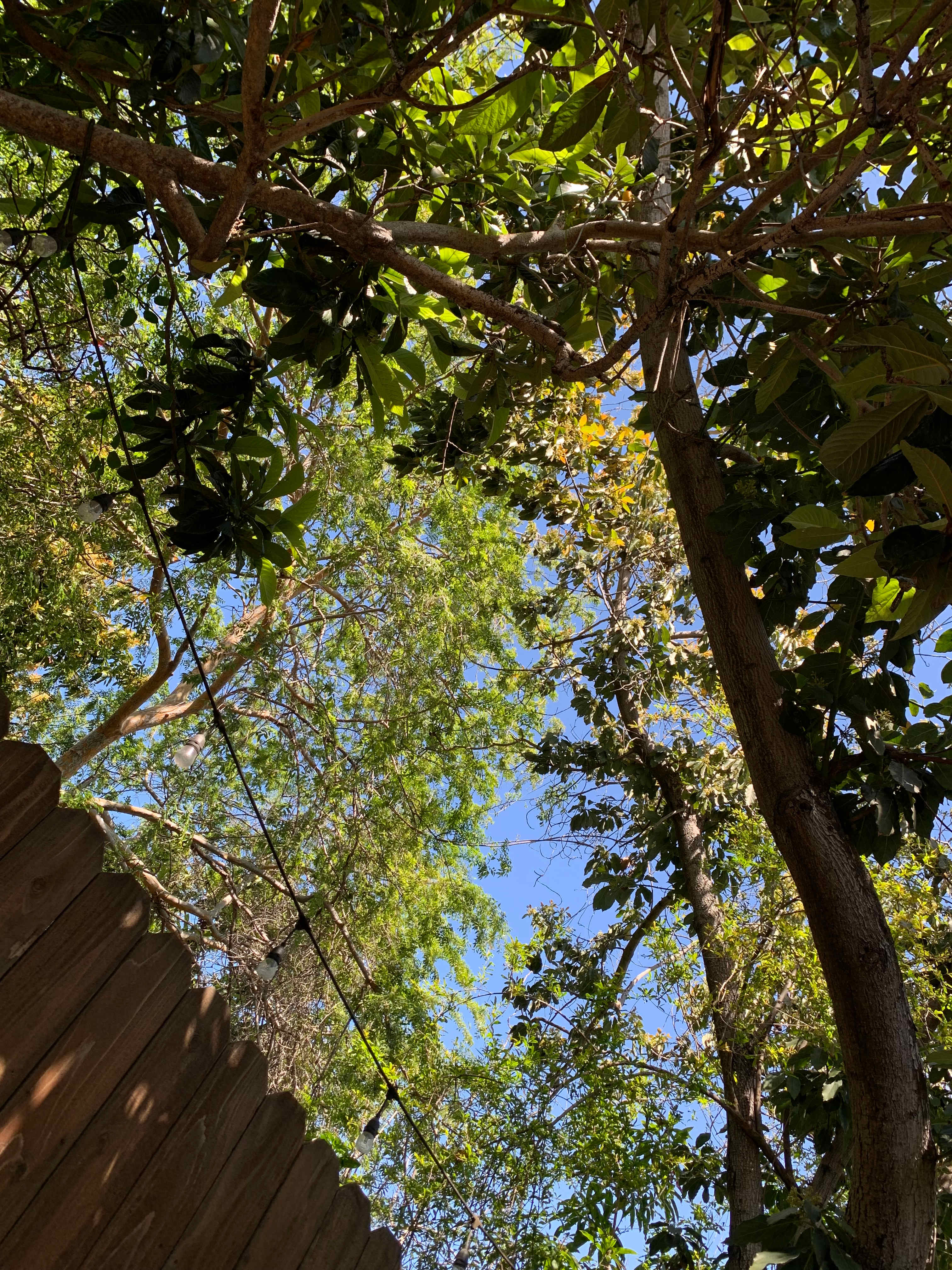 Backyard Glamping SoCal