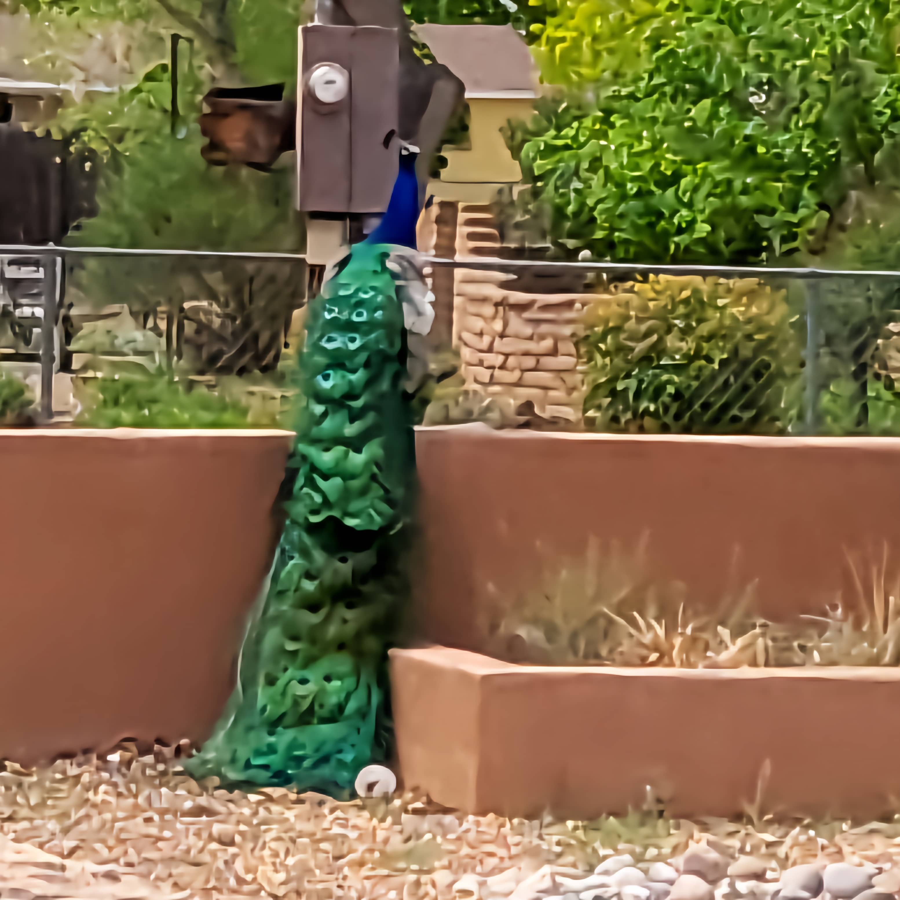 Peacock Lane