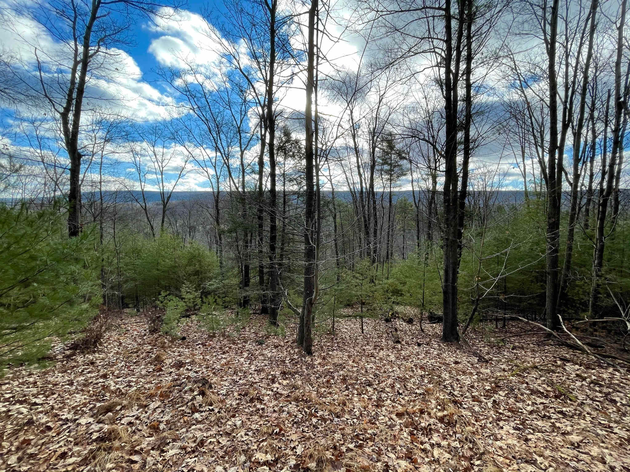 Whitetail Summit