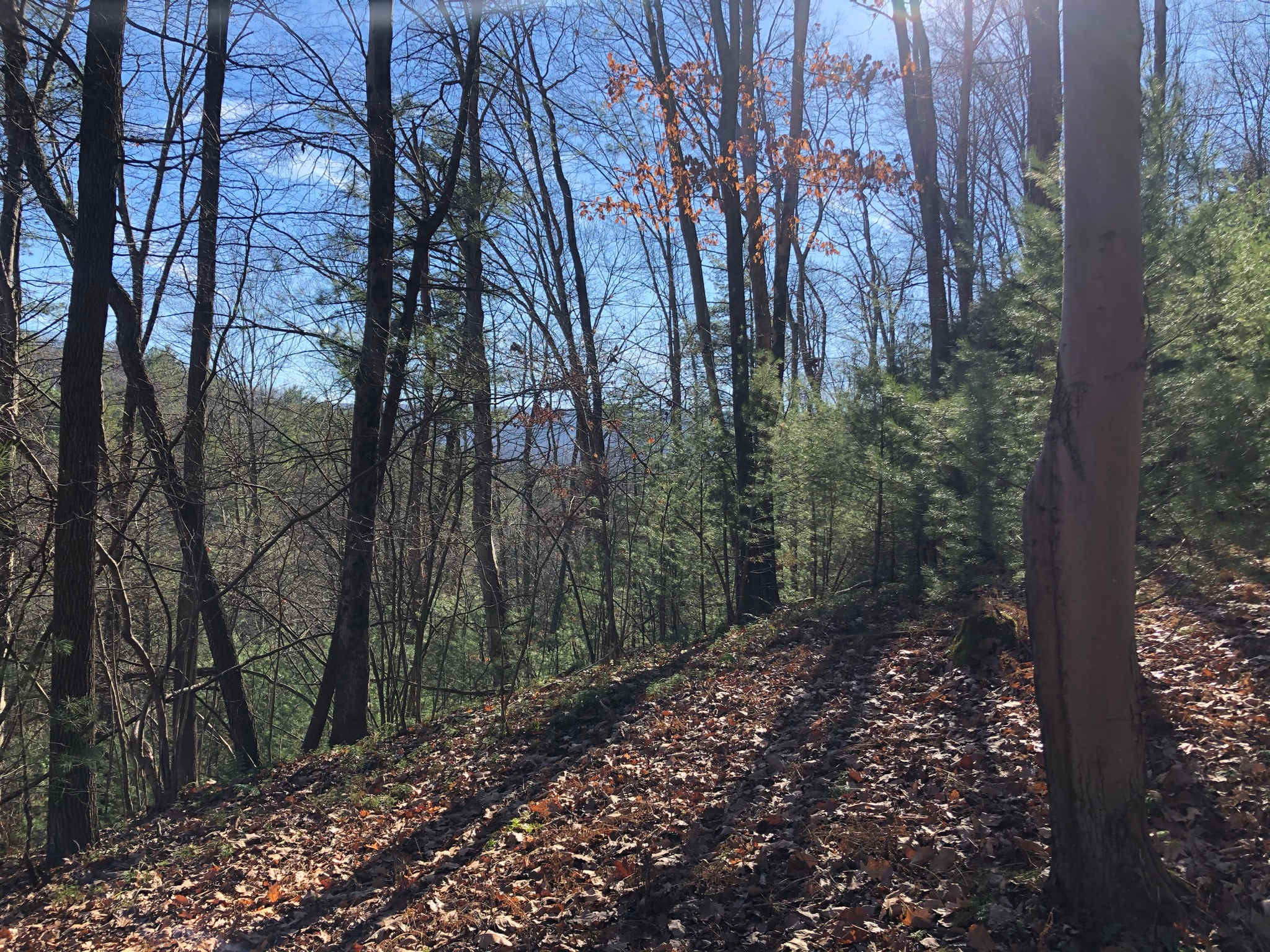 Whitetail Summit