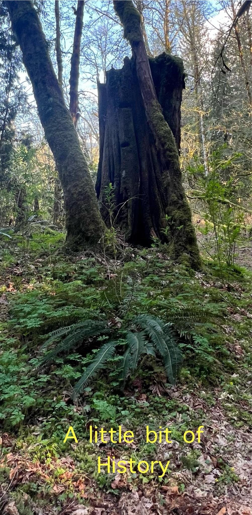 Kragnes Family Farm Mt Baker Camp