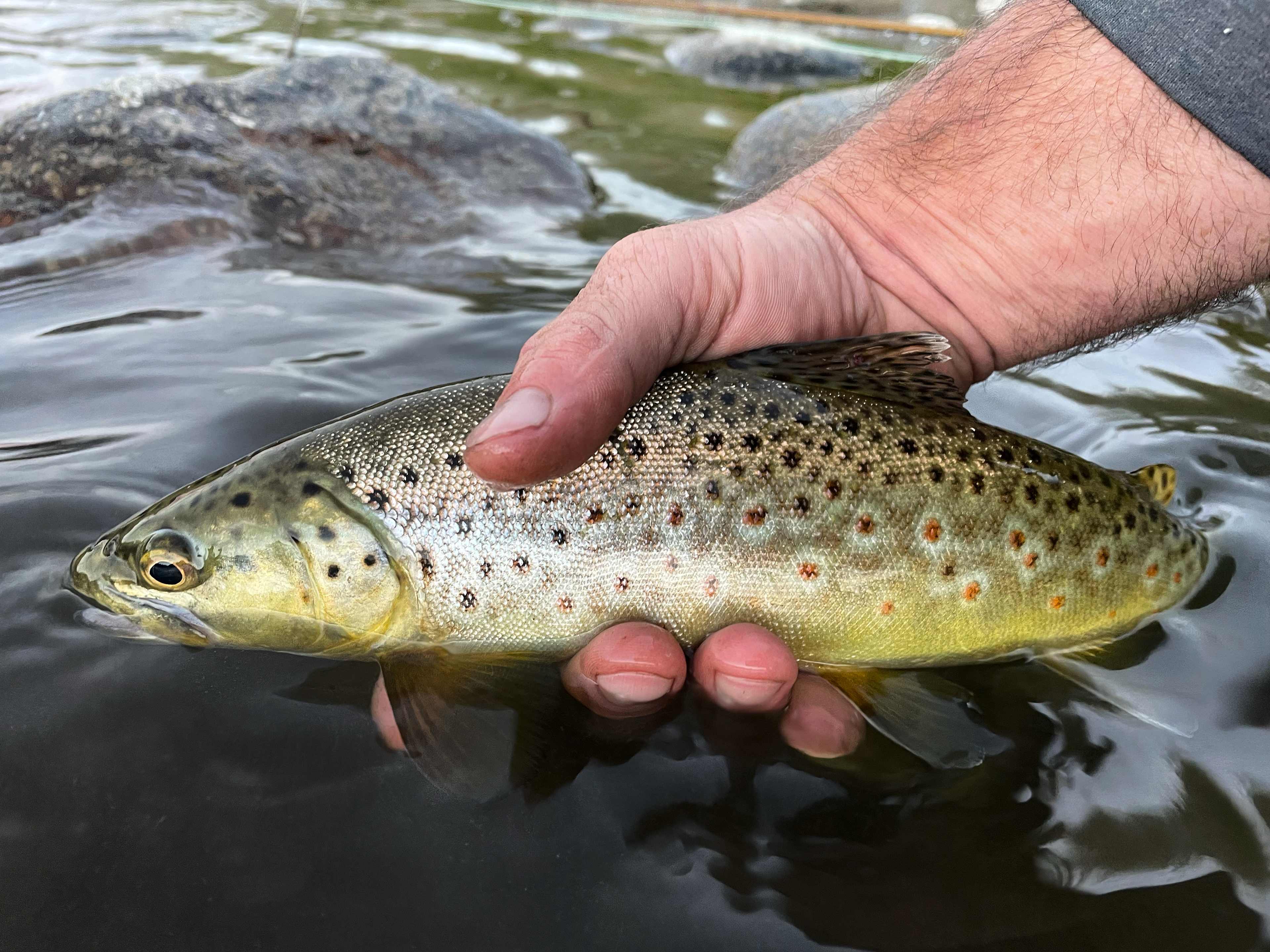 Sweetwater River Resort