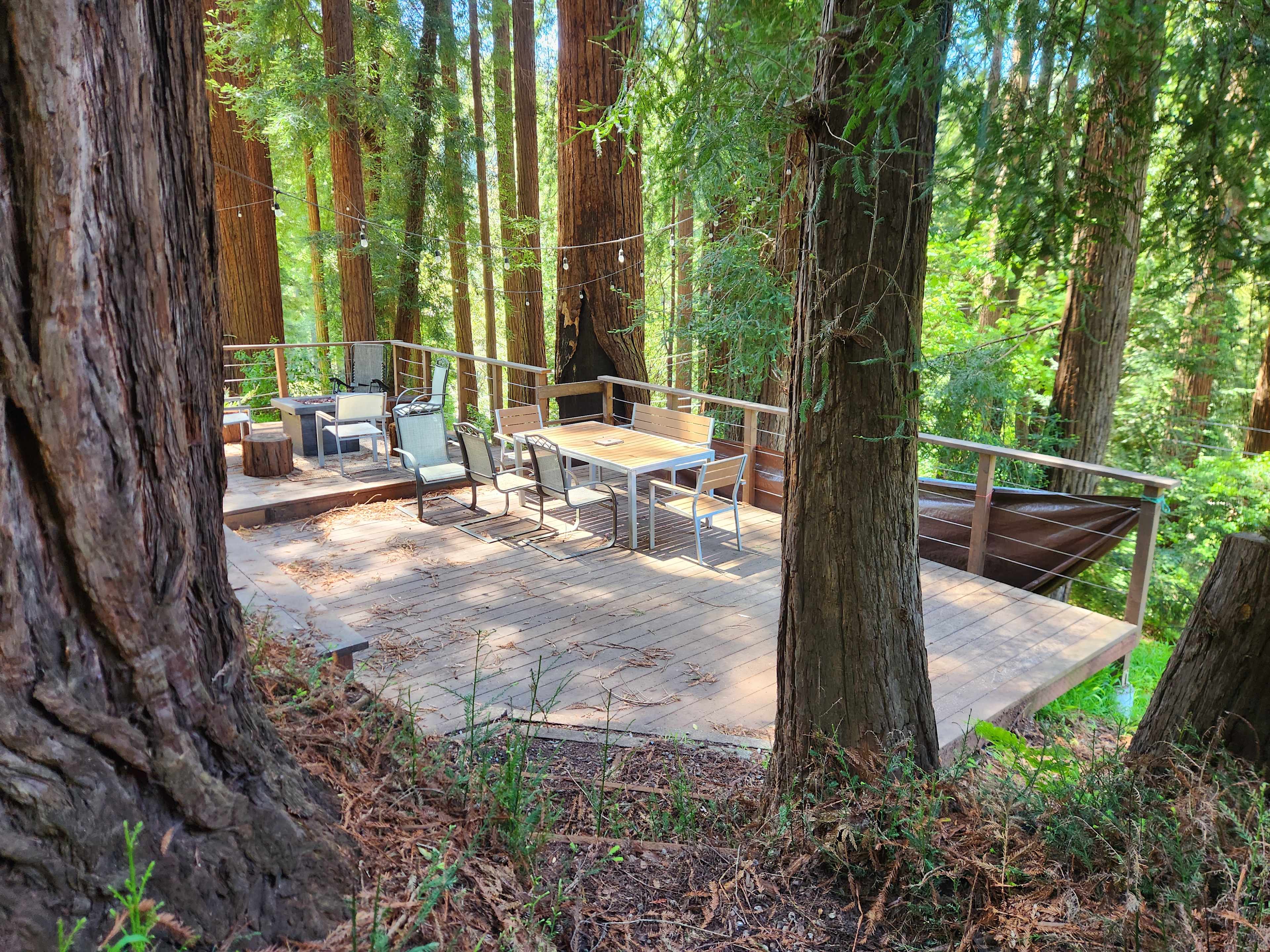 Cathedral Grove