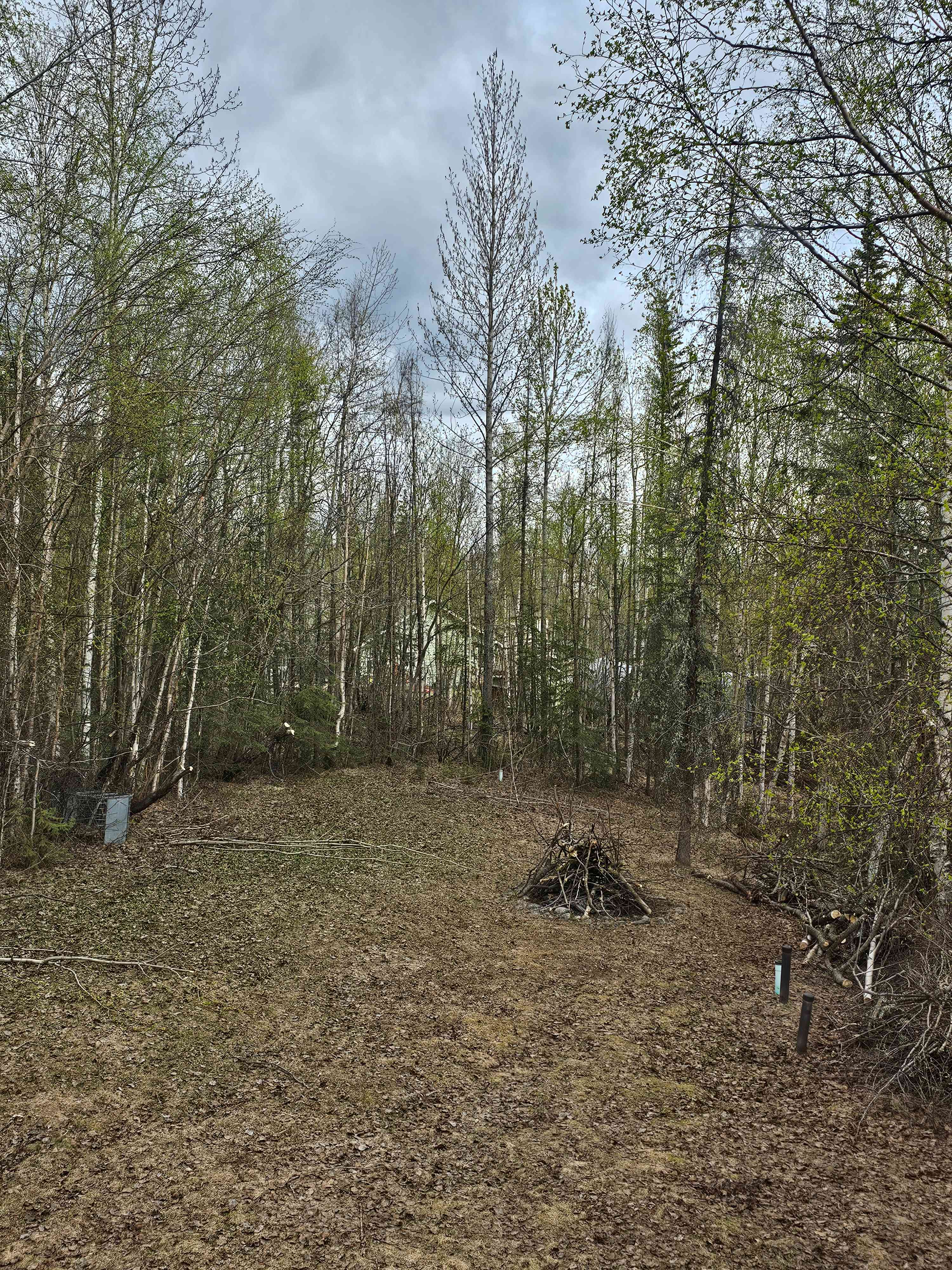 Wasilla Woods