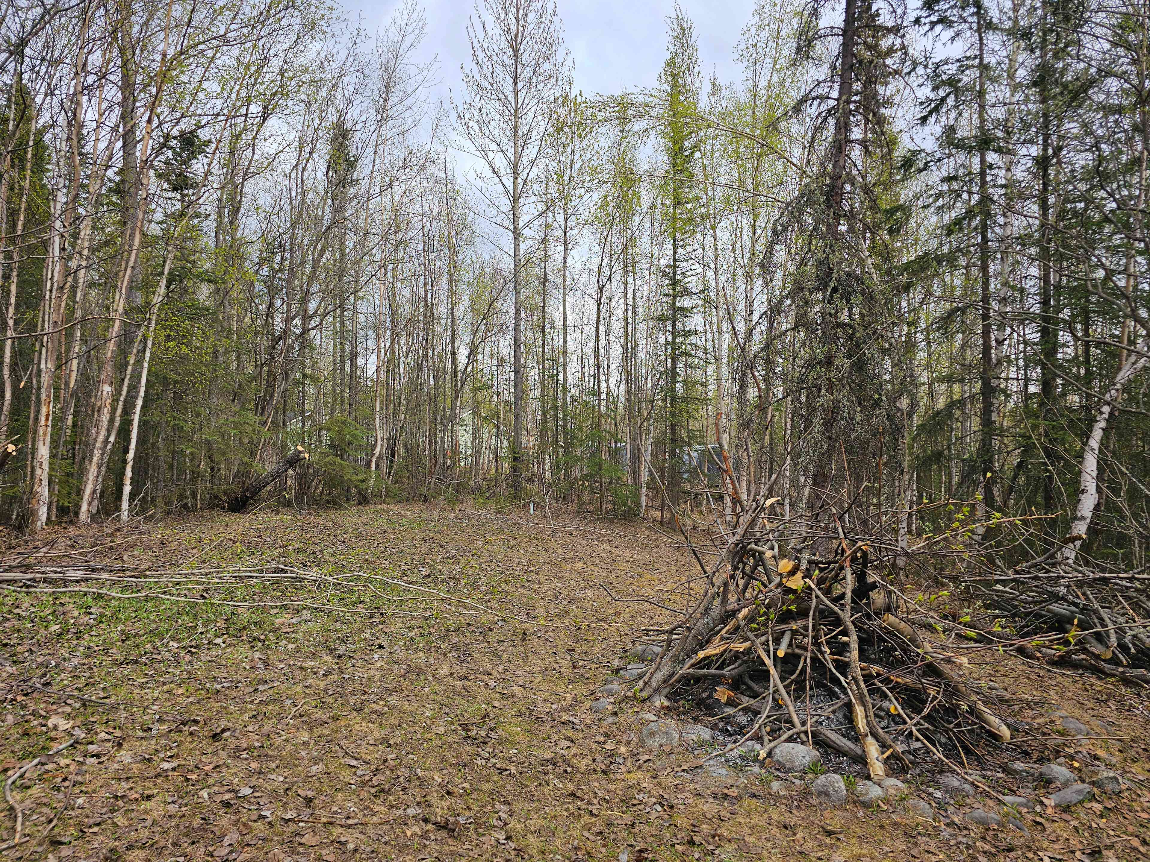 Wasilla Woods