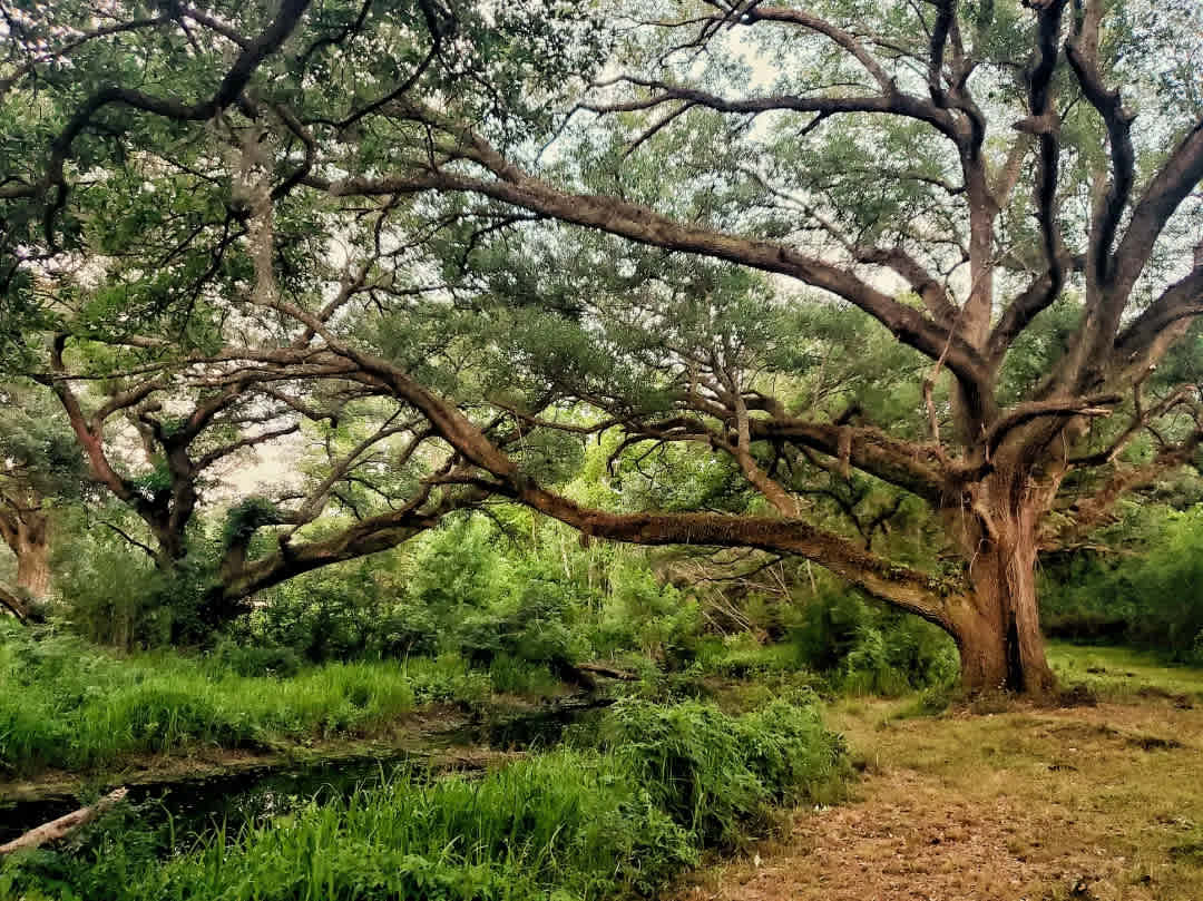 Opal Springs Nature Haven