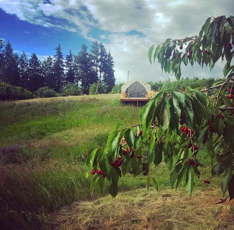 Orchard Glamping