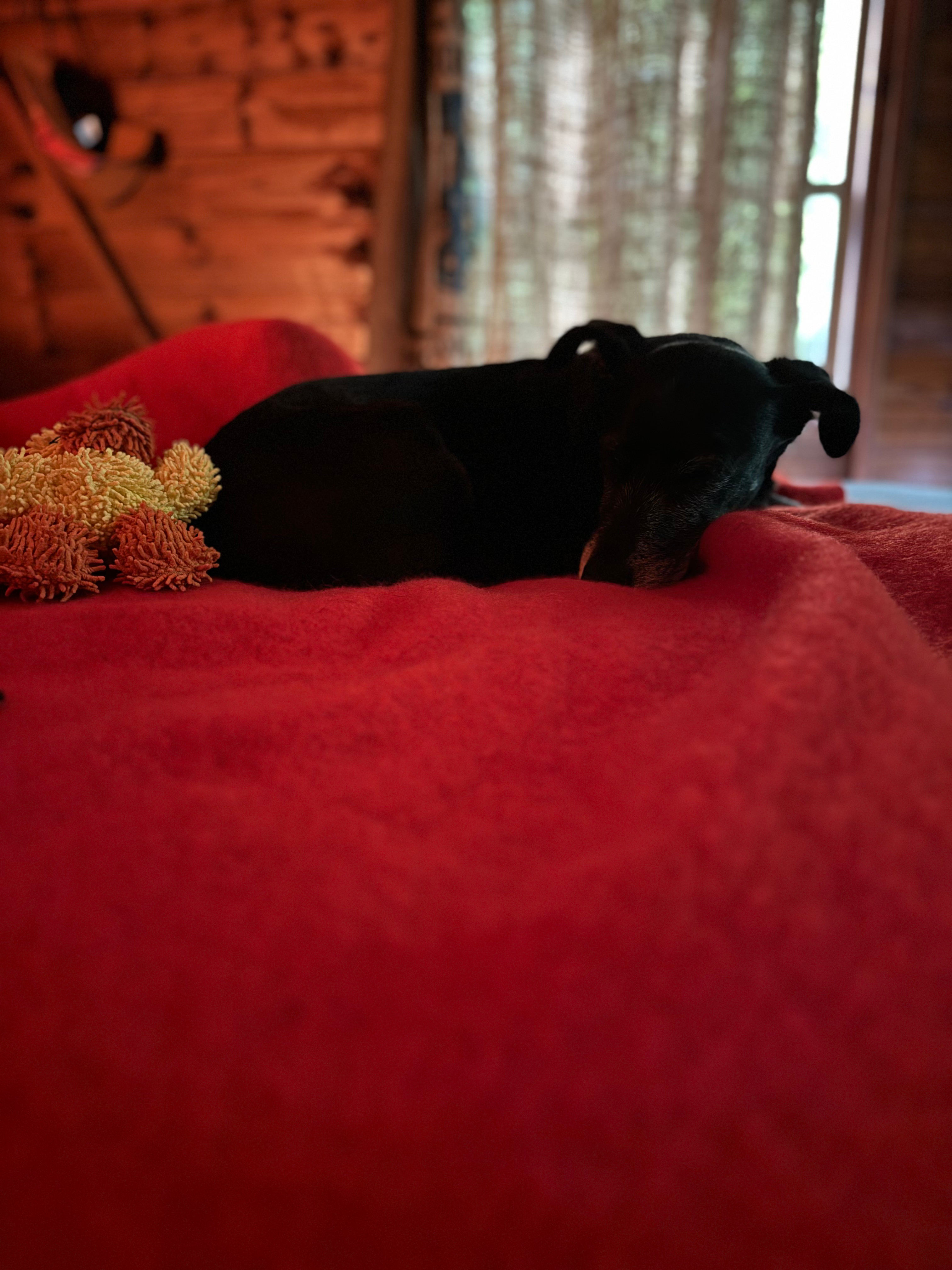Ollie, taking a nap in The Boathouse 