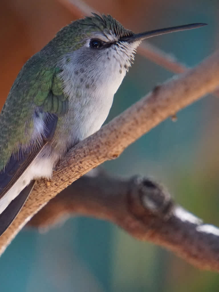 Important Bird Areas