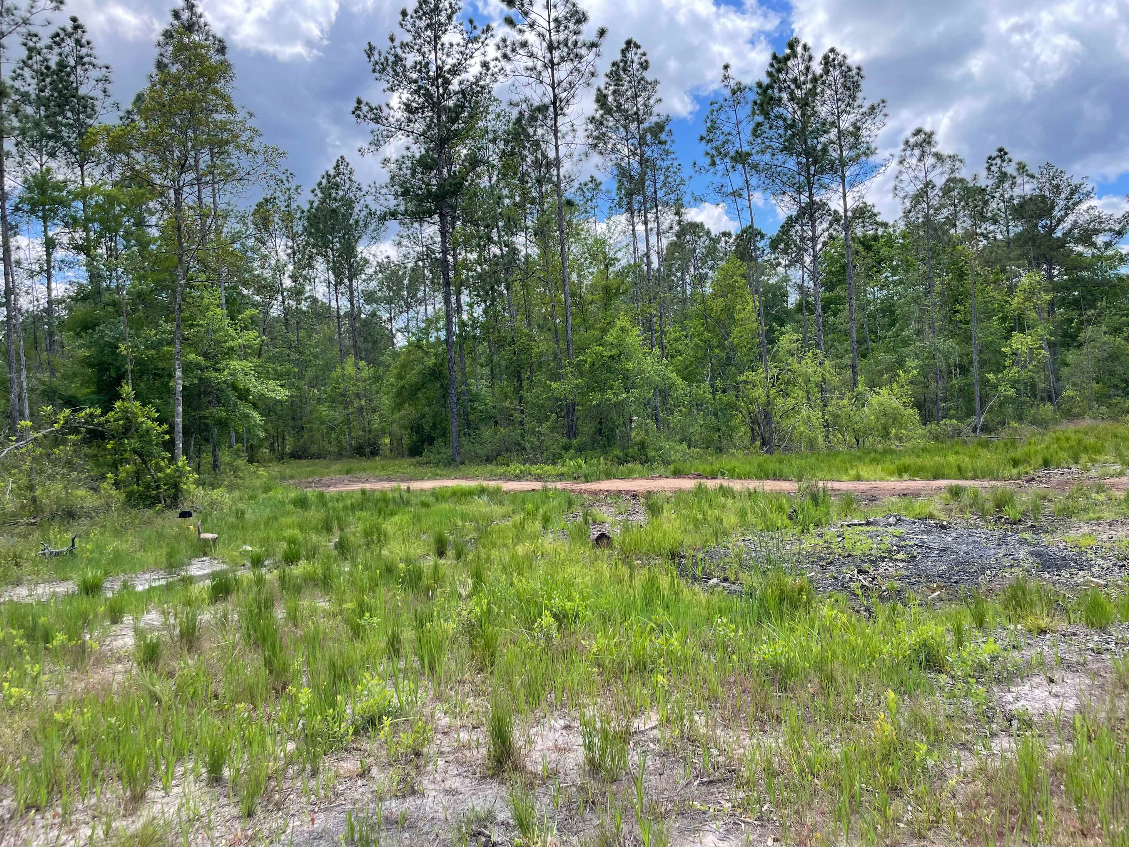 Florida Wildlands