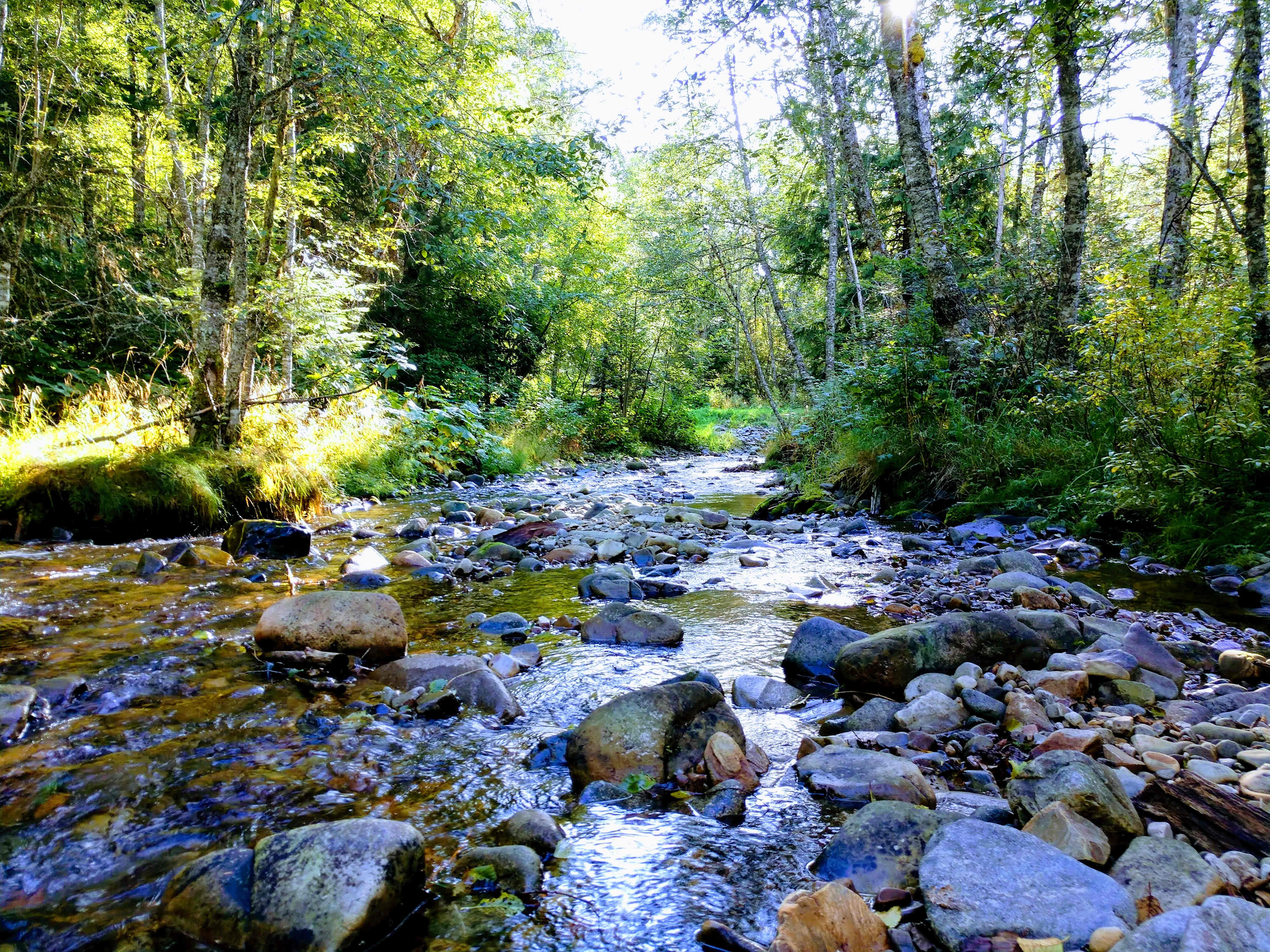 Trestle Creek just upstream of our driveway.