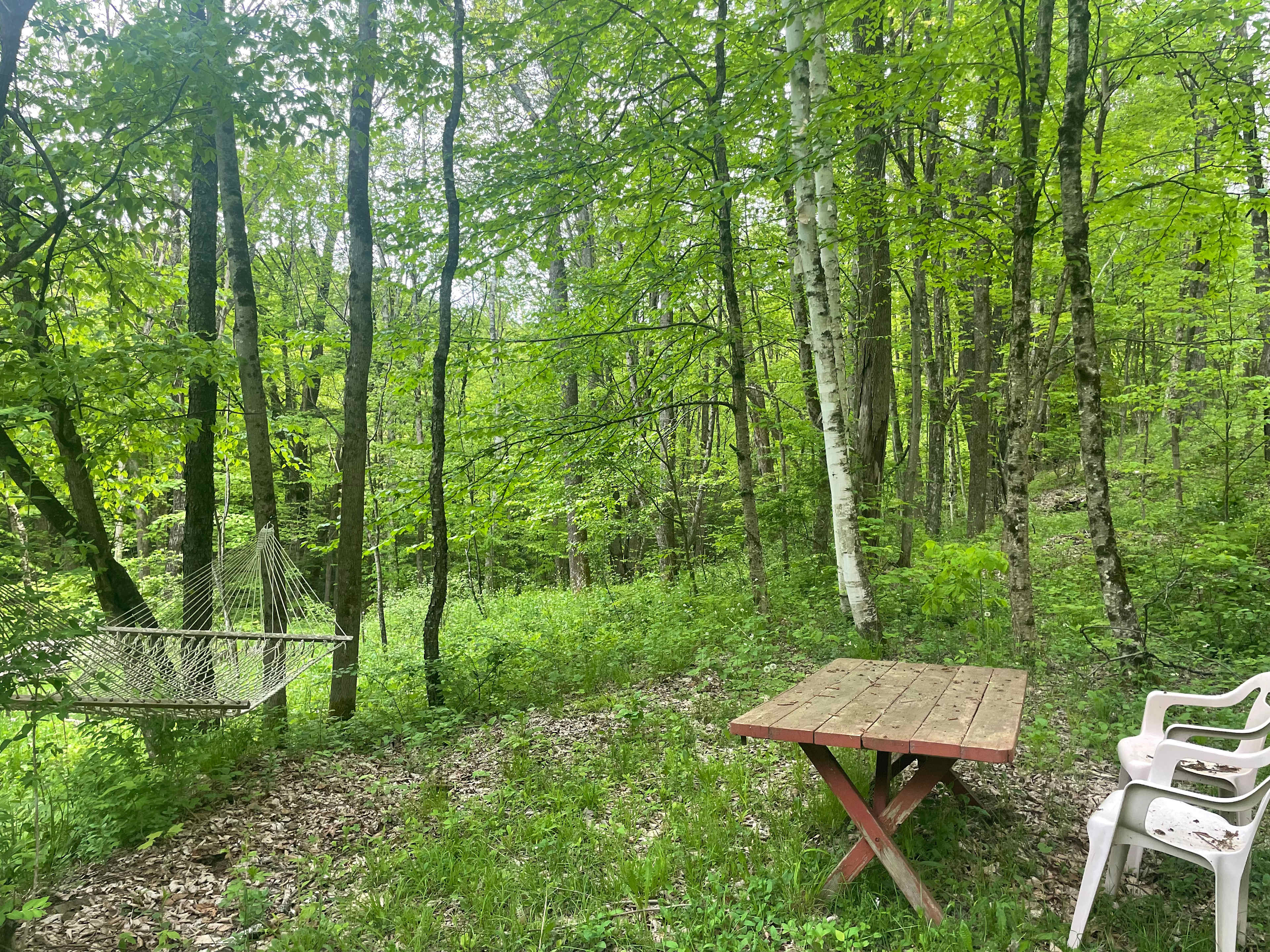 Enchanted Forest
