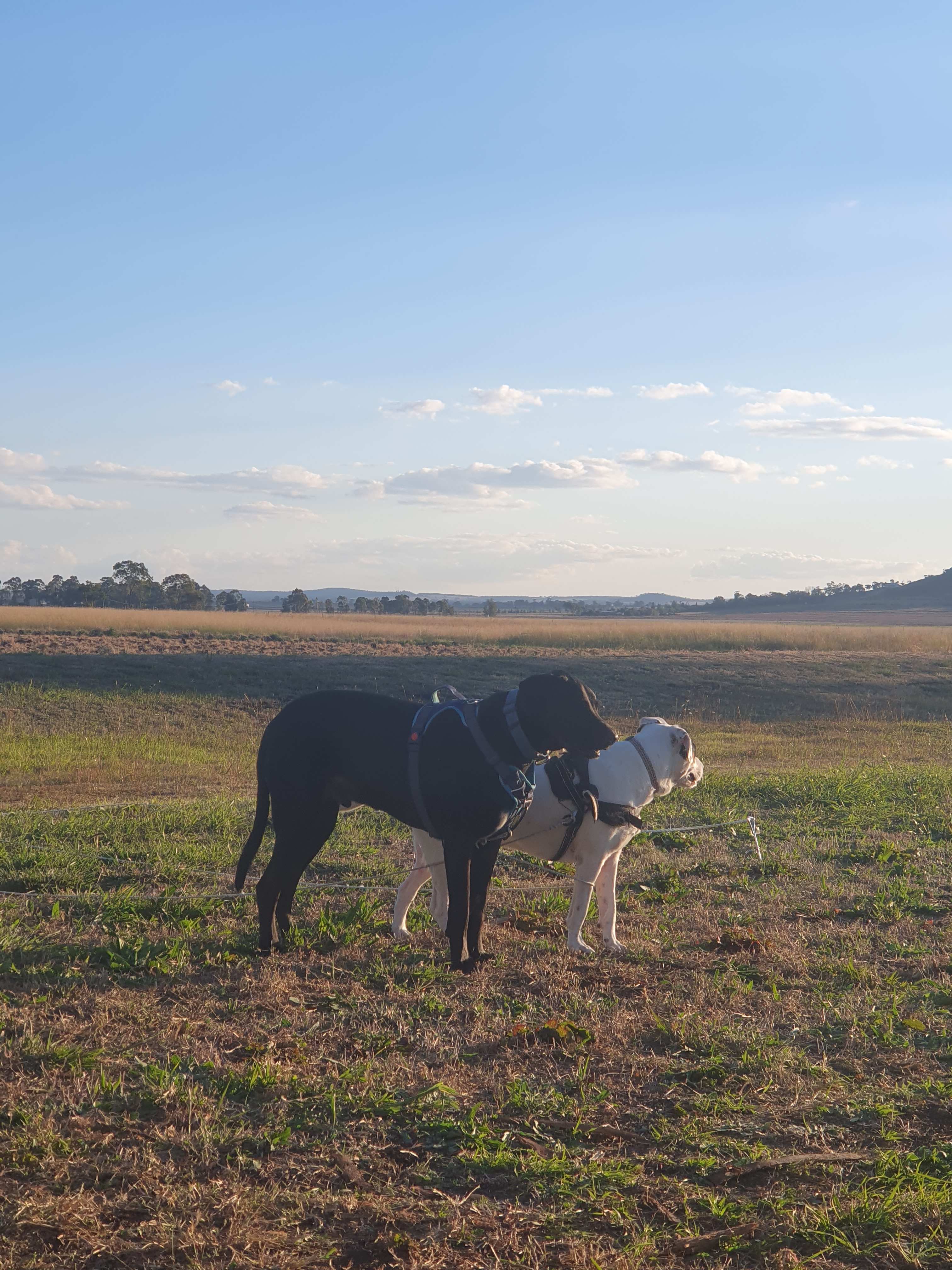 Windy Acres Farm