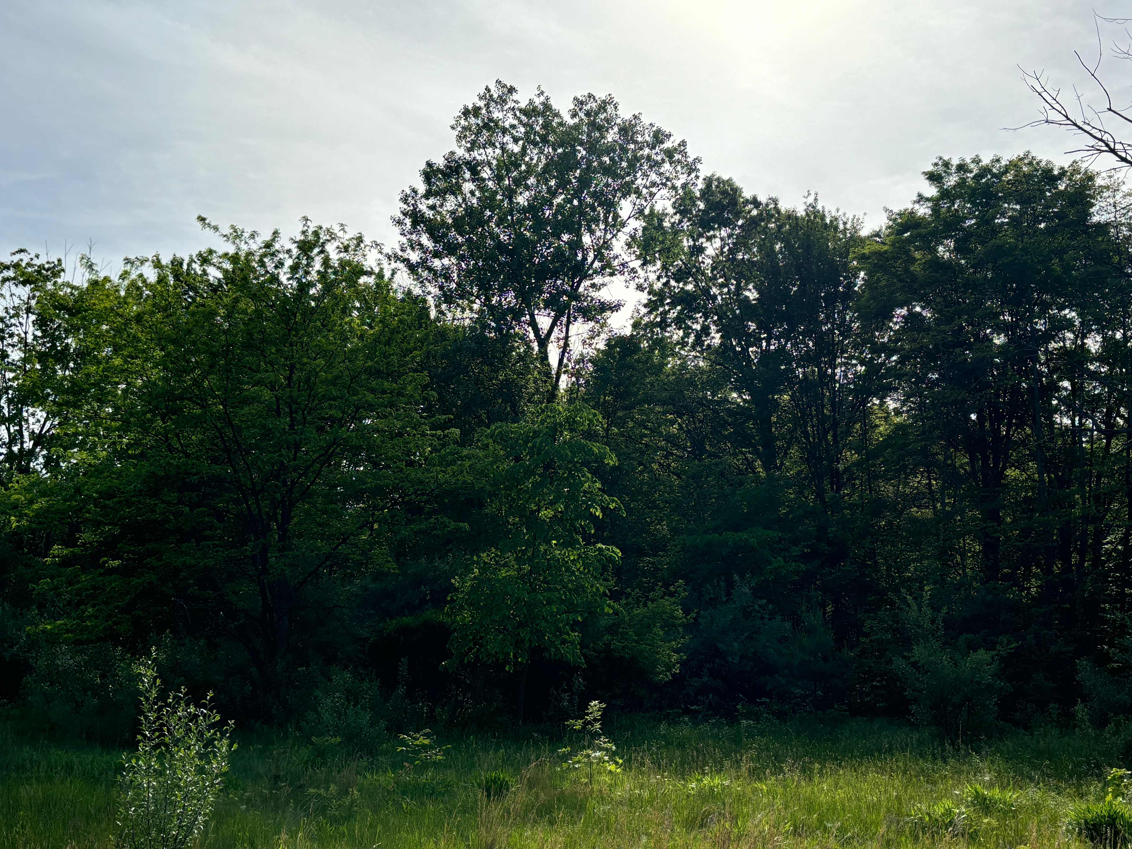 Michigan Summer Haven