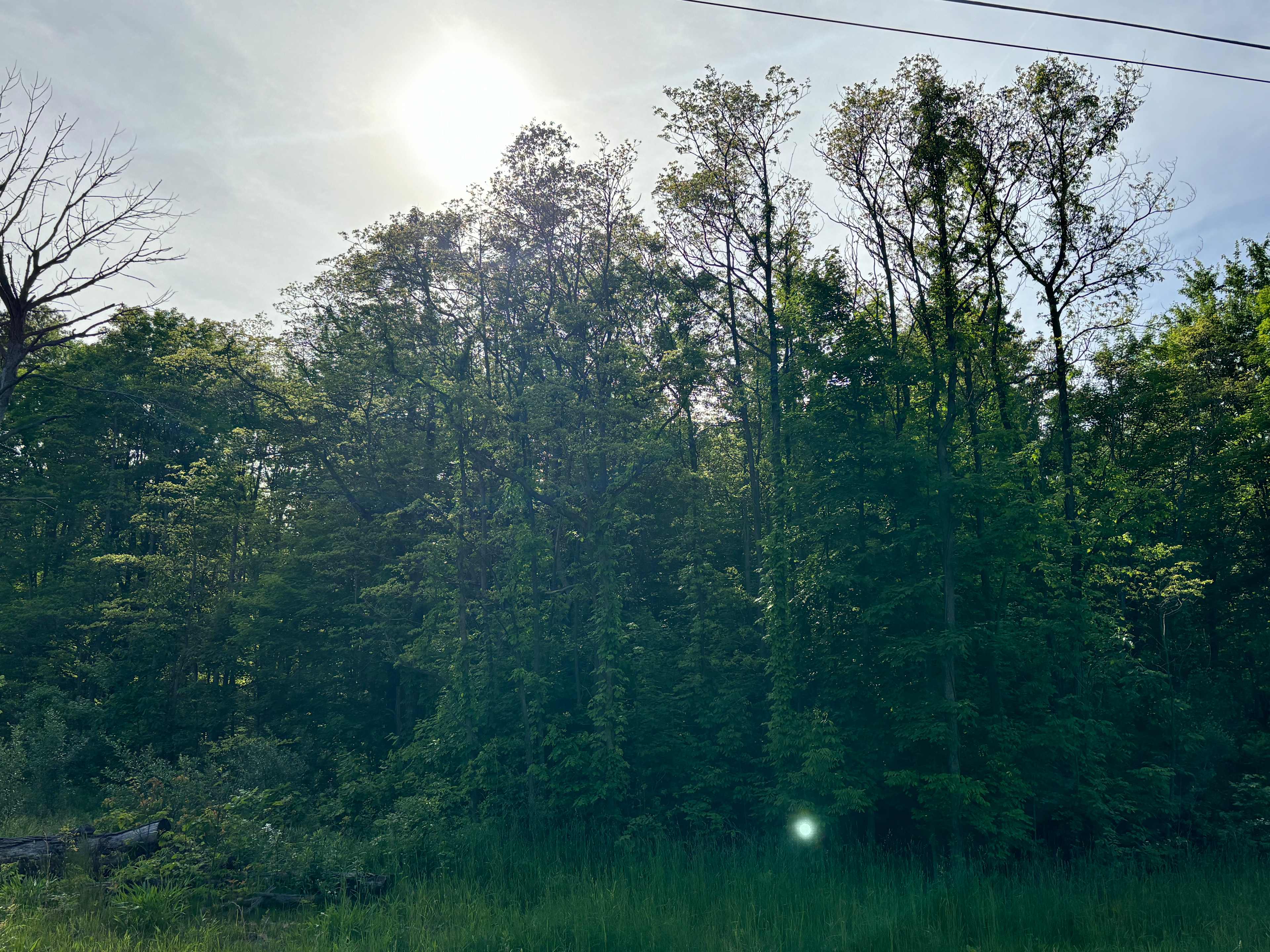 Michigan Summer Haven