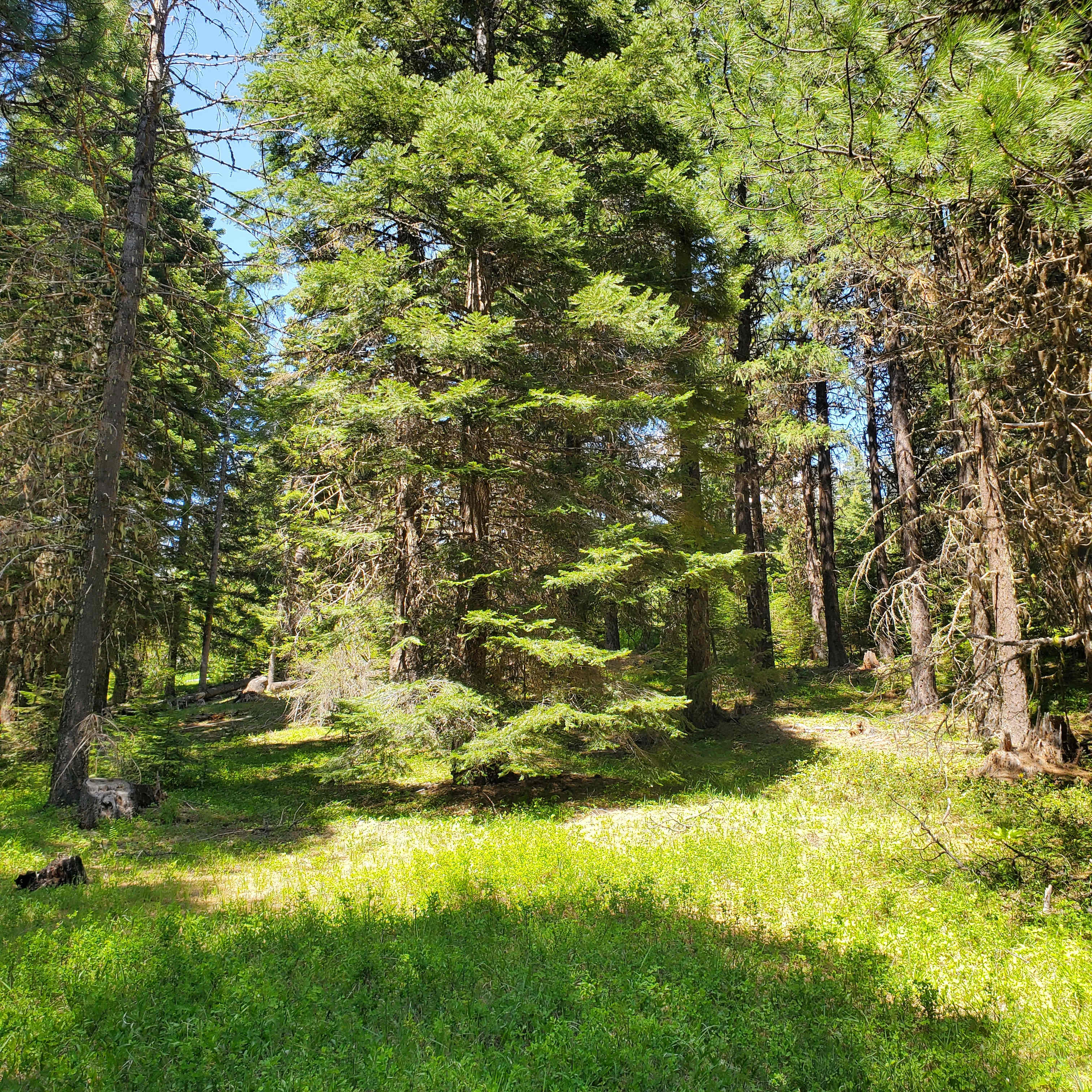Thrive Ranch