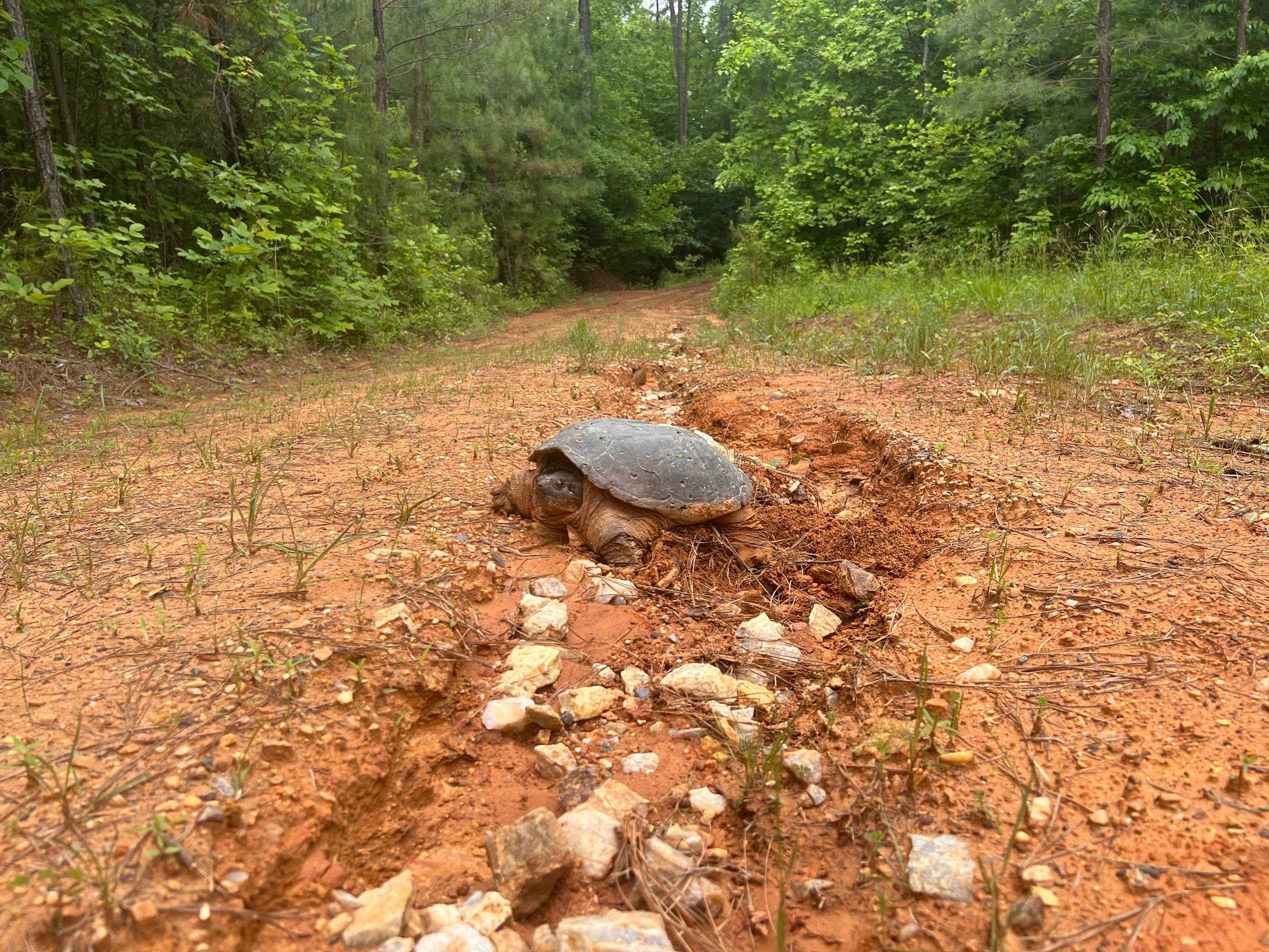 Bear Creek Cumberland 320 Acres