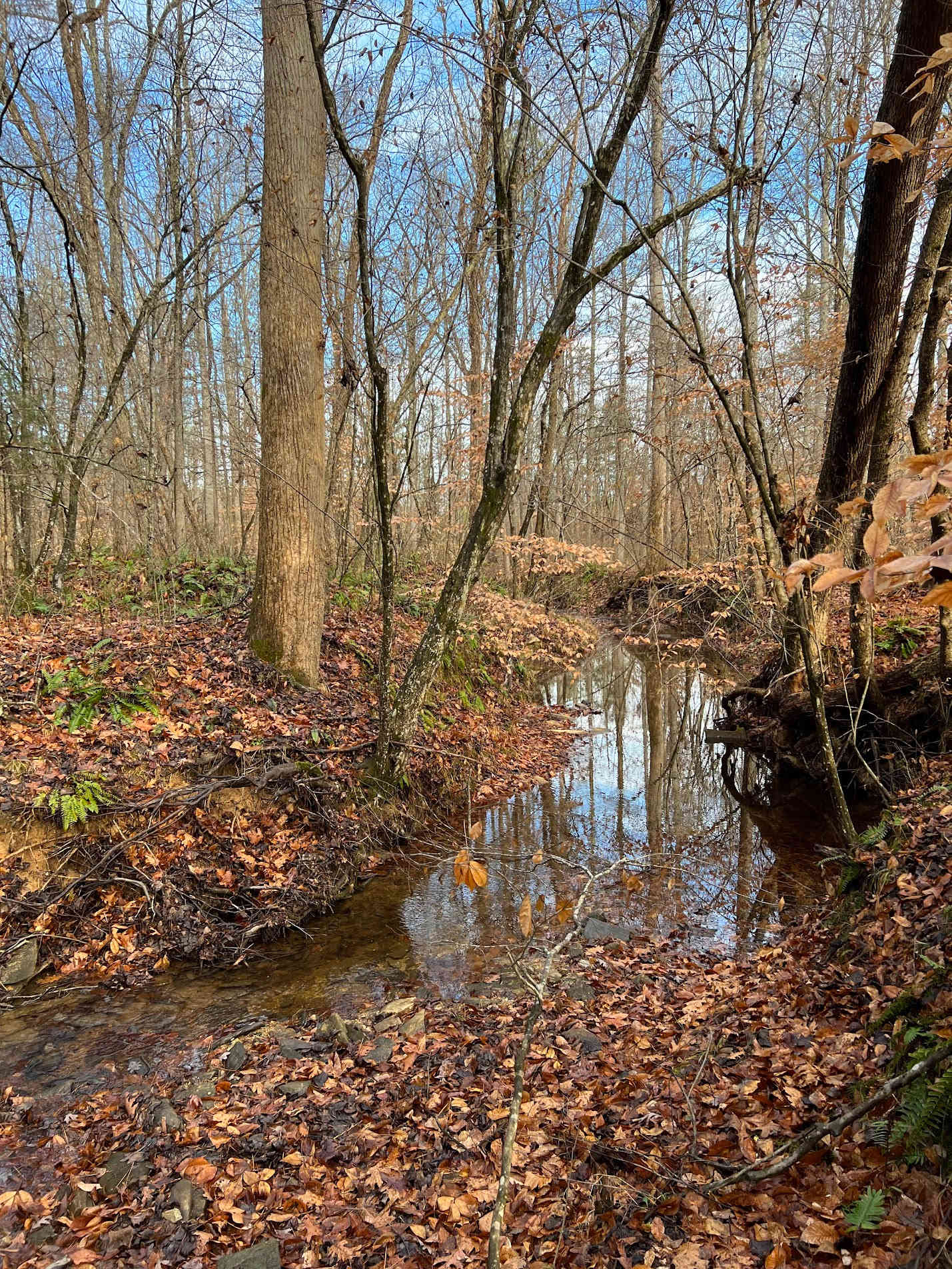 Bear Creek Cumberland 320 Acres