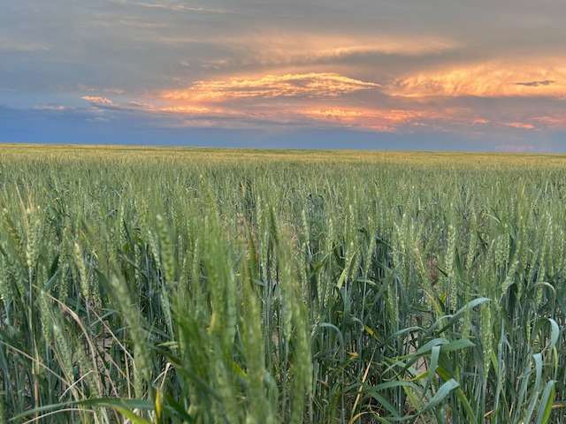 Heavenly Holly Colorado Farm Land