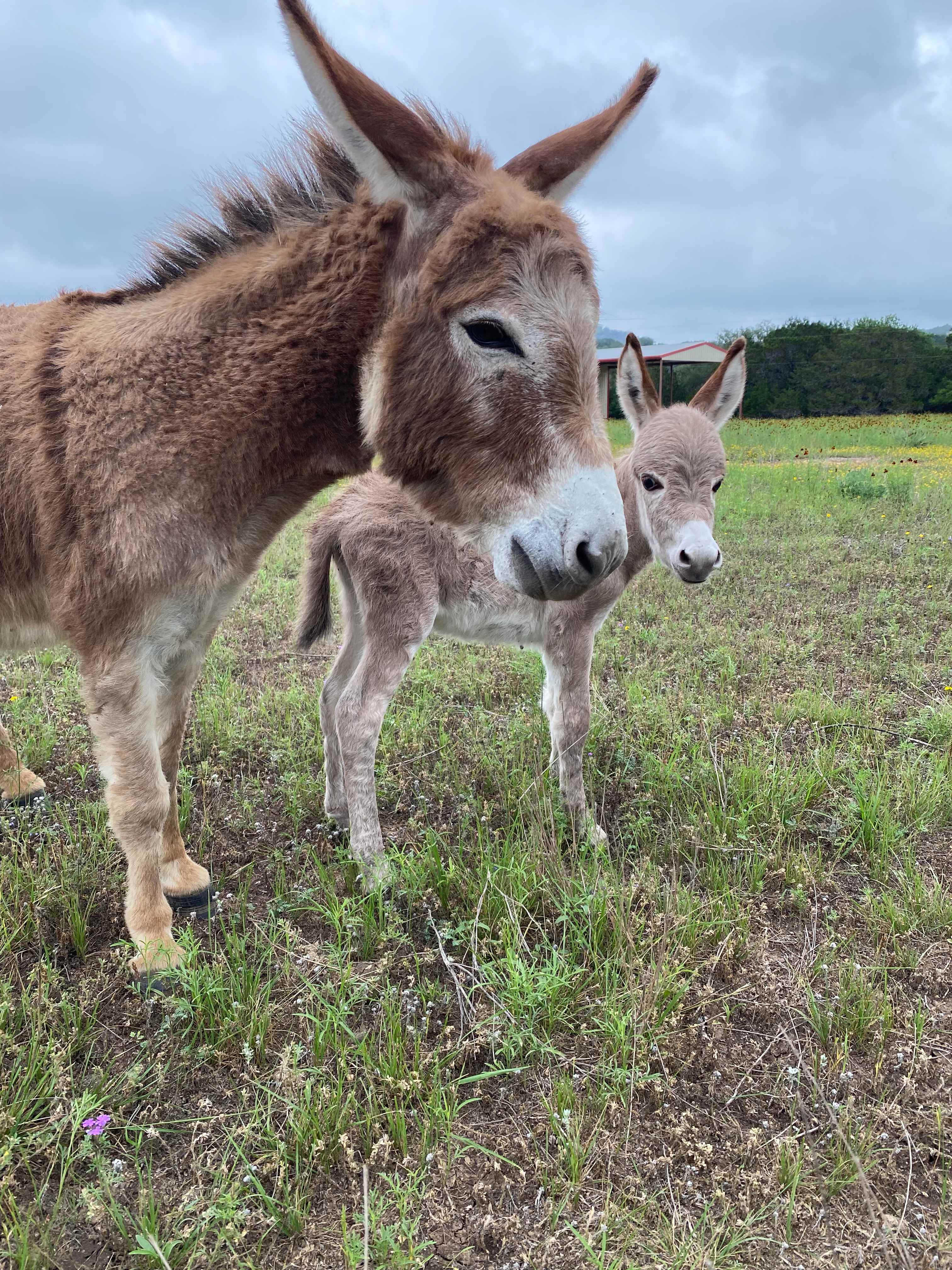 A baby Jenny was born in May 2024! She loves hugs and begs to be scratched!