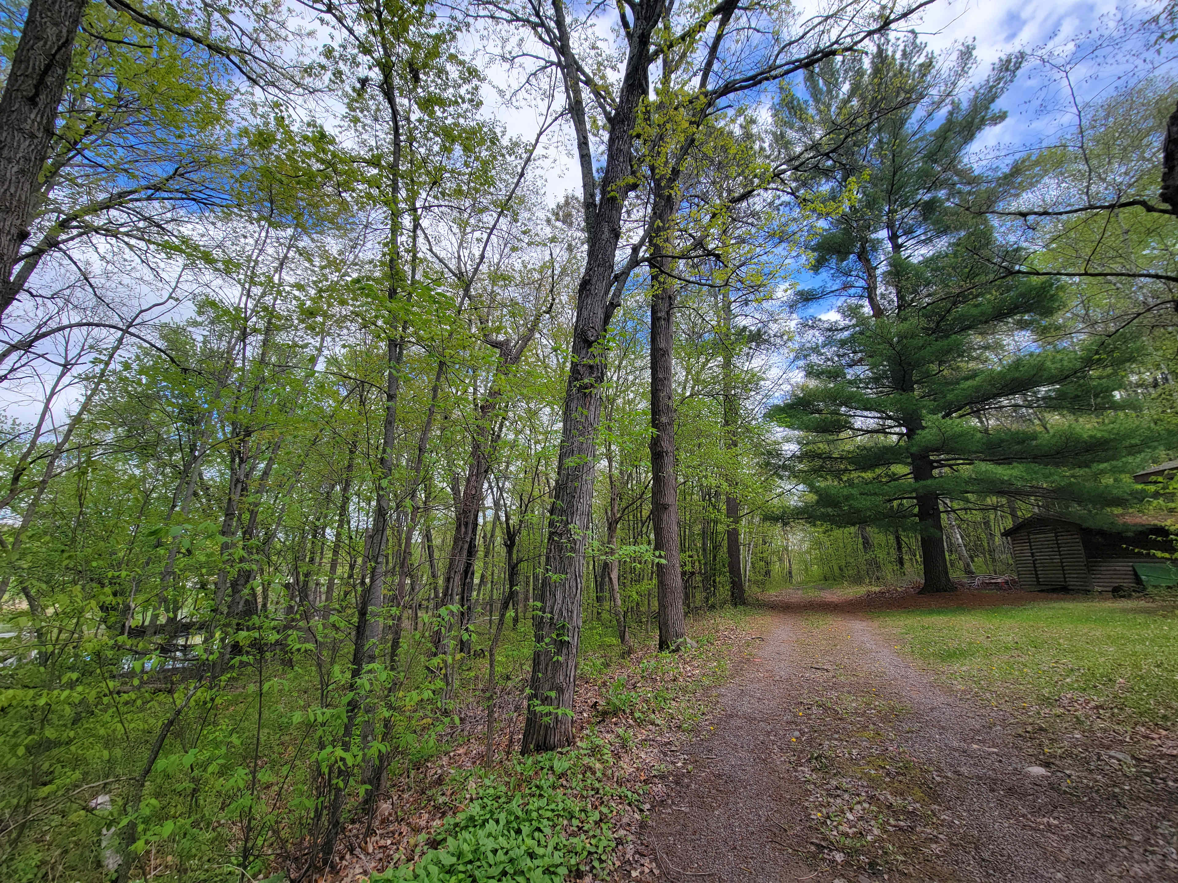 Winding Woods on Pine River