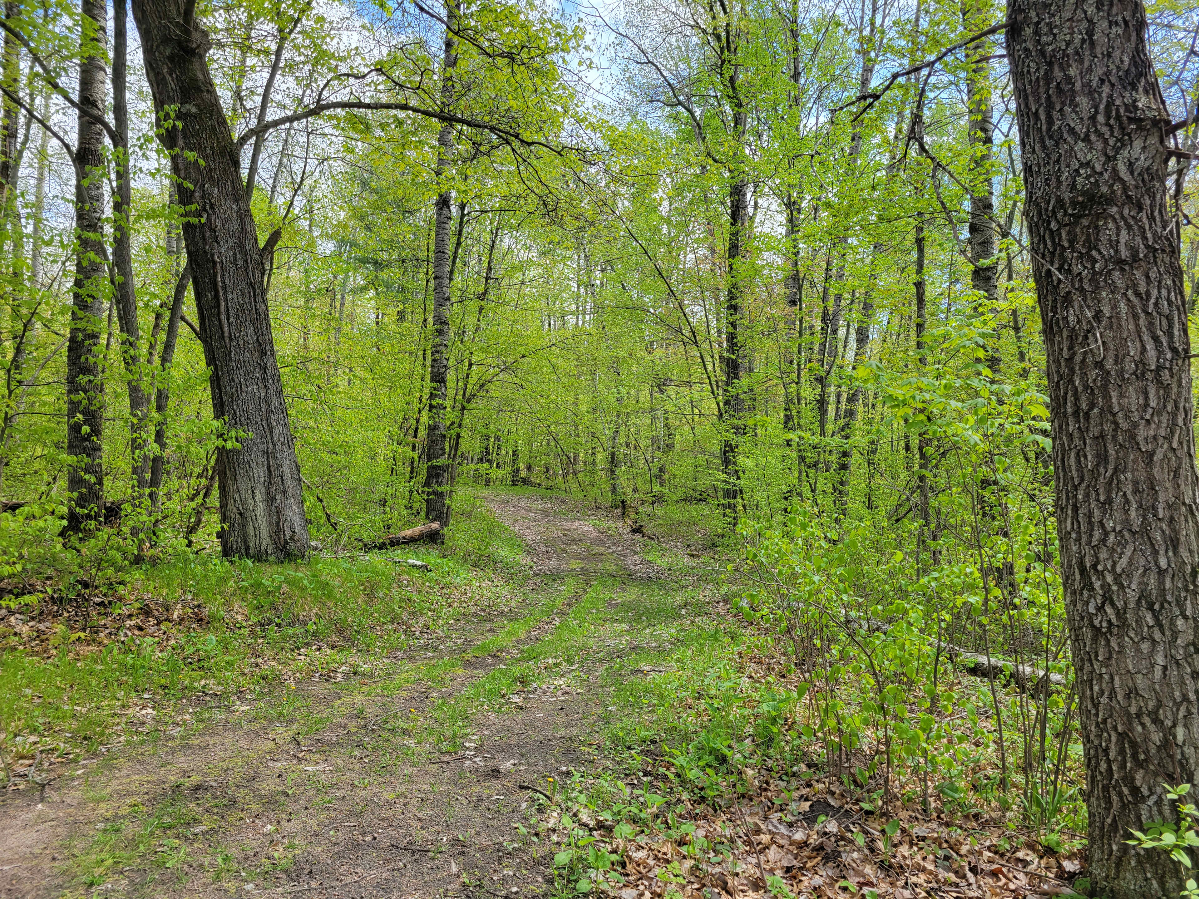 Winding Woods on Pine River