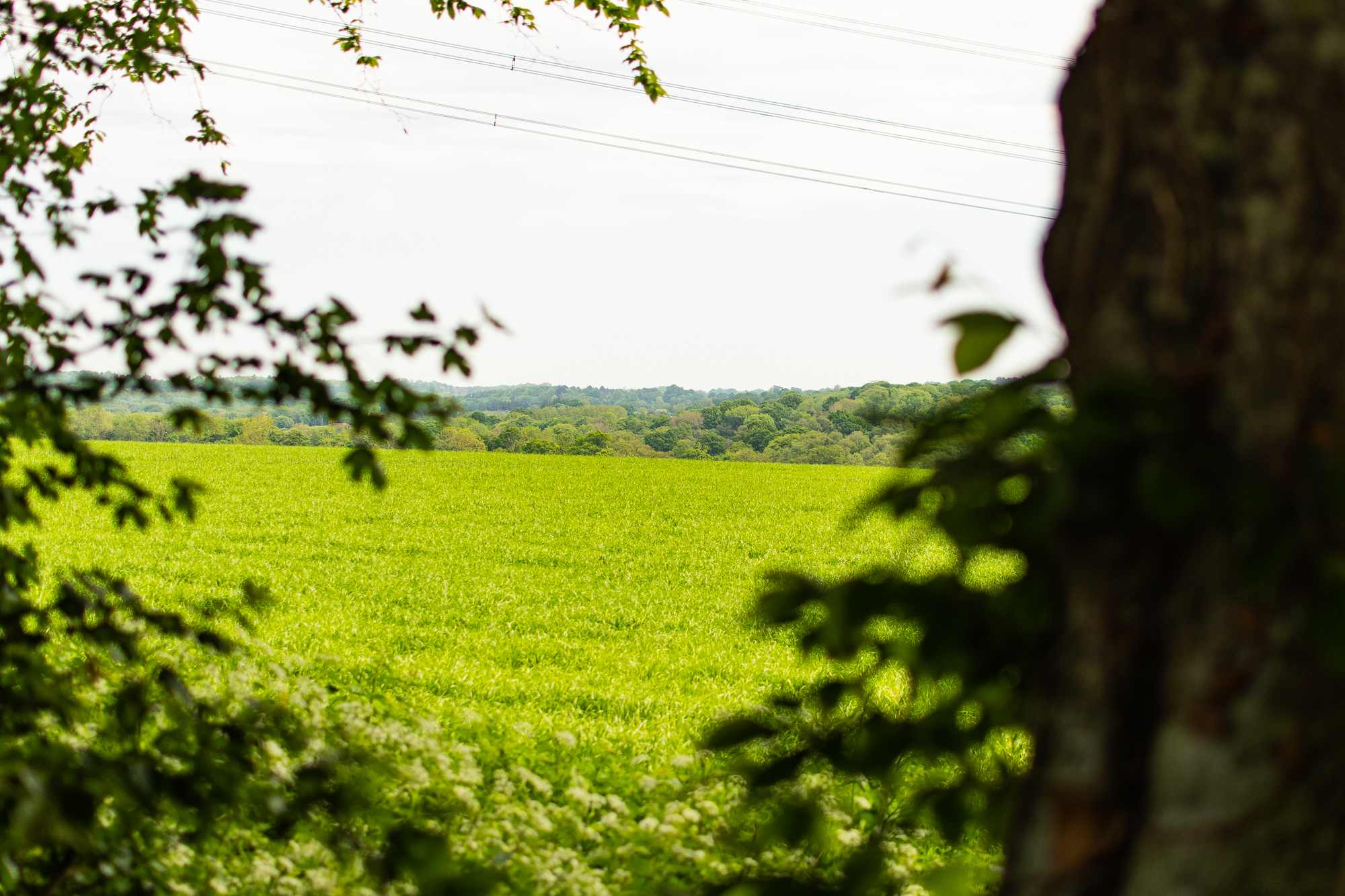 A lovely view looking over the neighbouring fields from the campsite