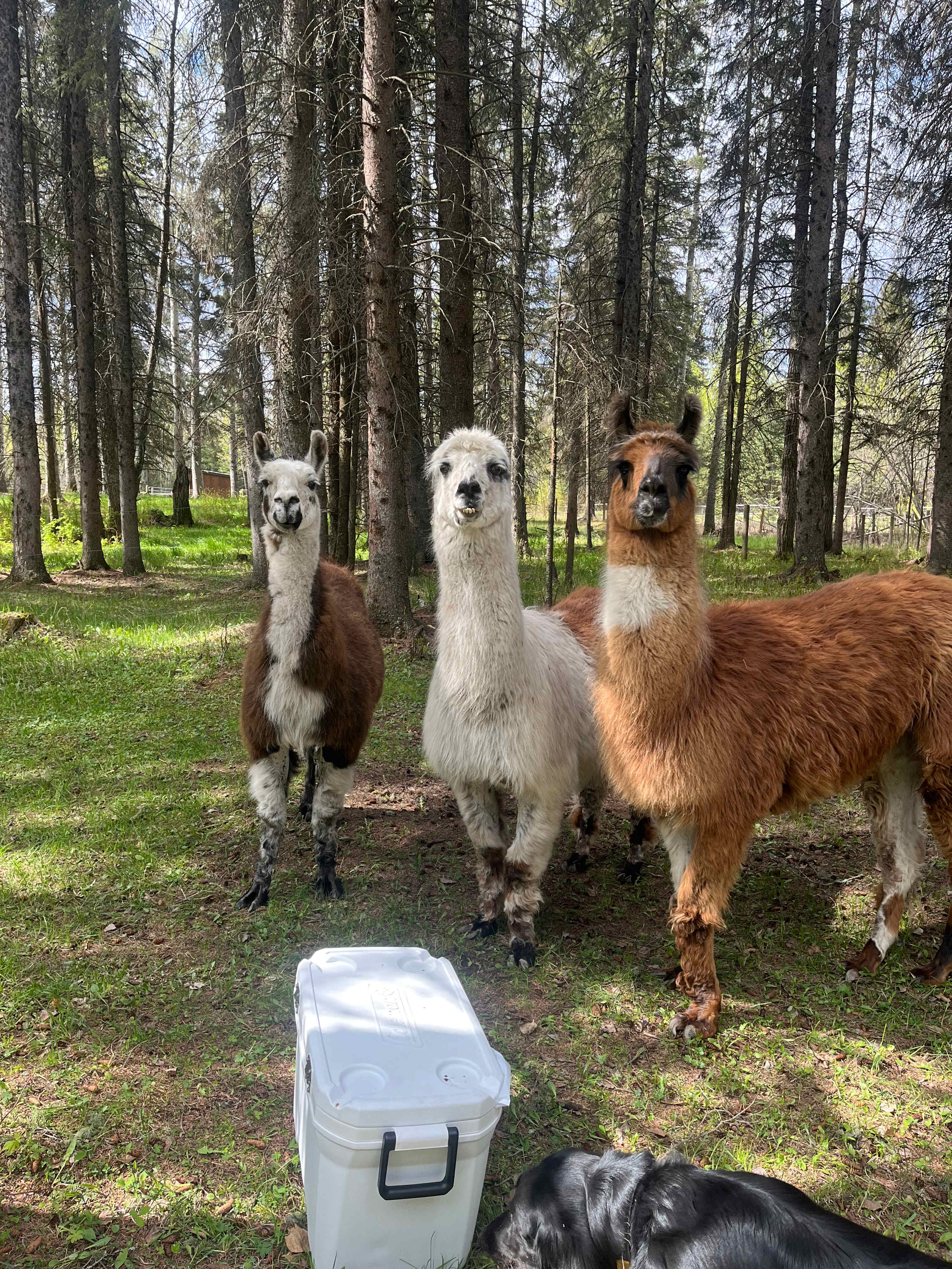 They came right up to our site! 