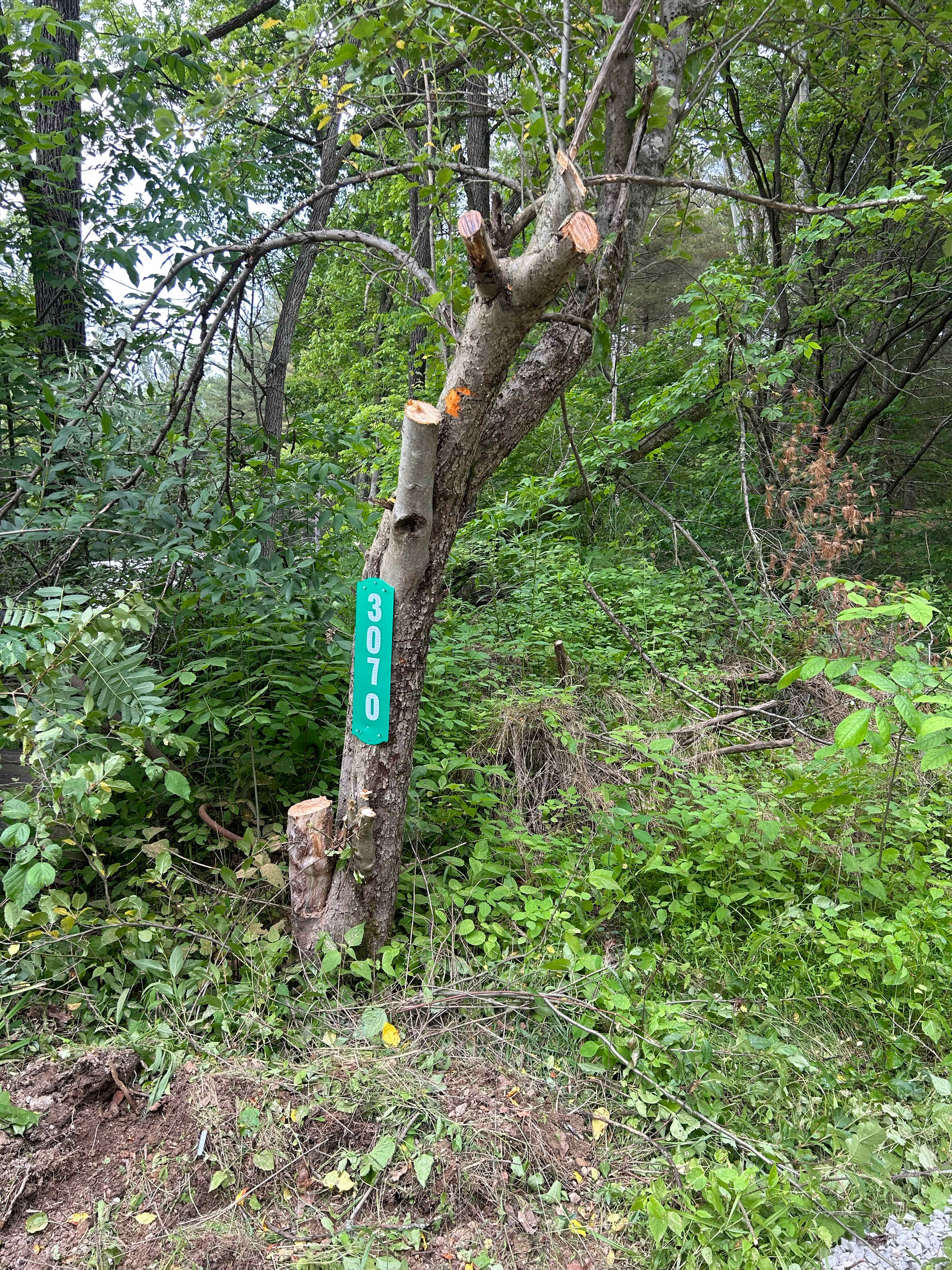 Picture of the site