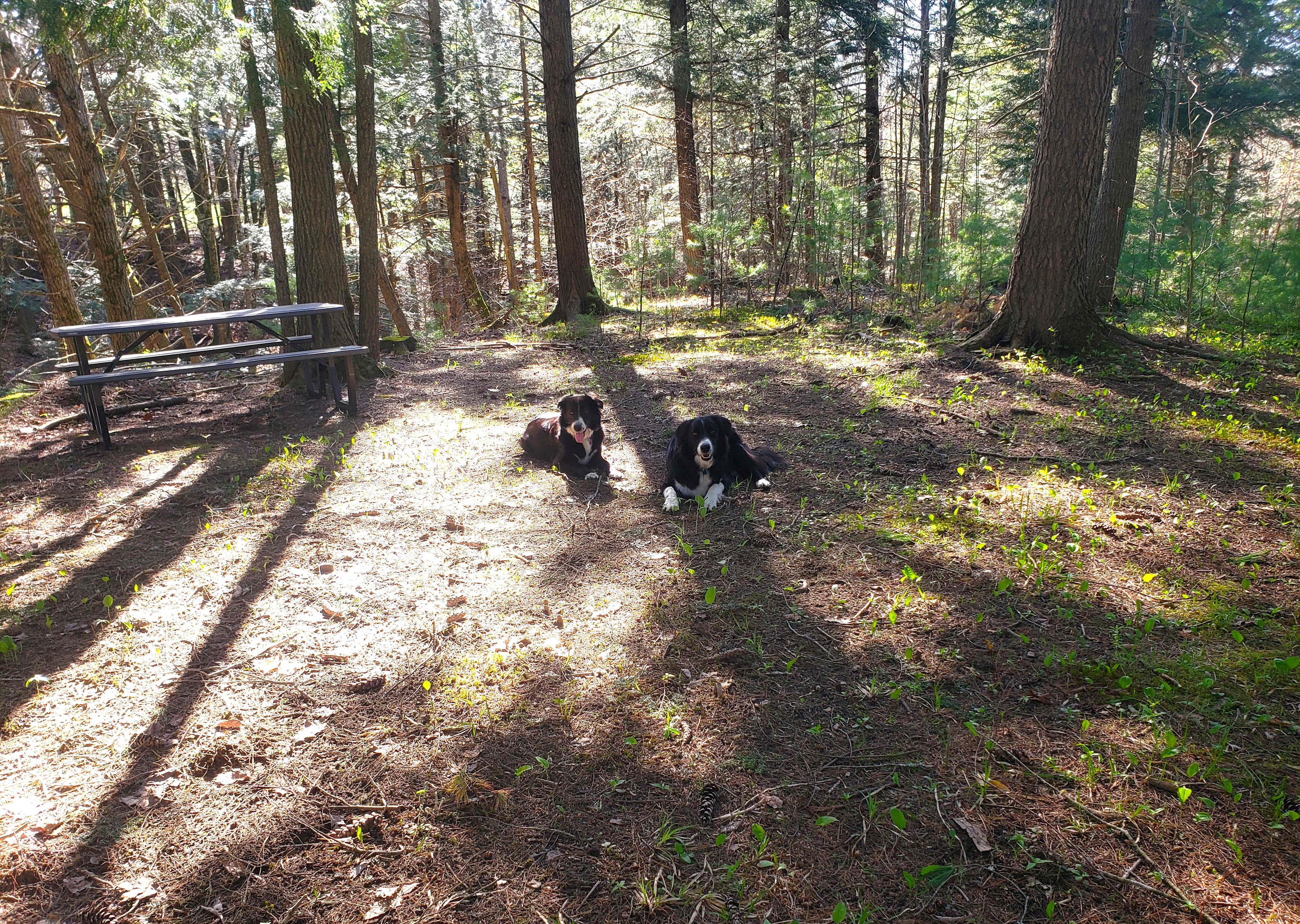 Our farm-dogs, Rona and Hamish, enjoying the spacious woodland site.