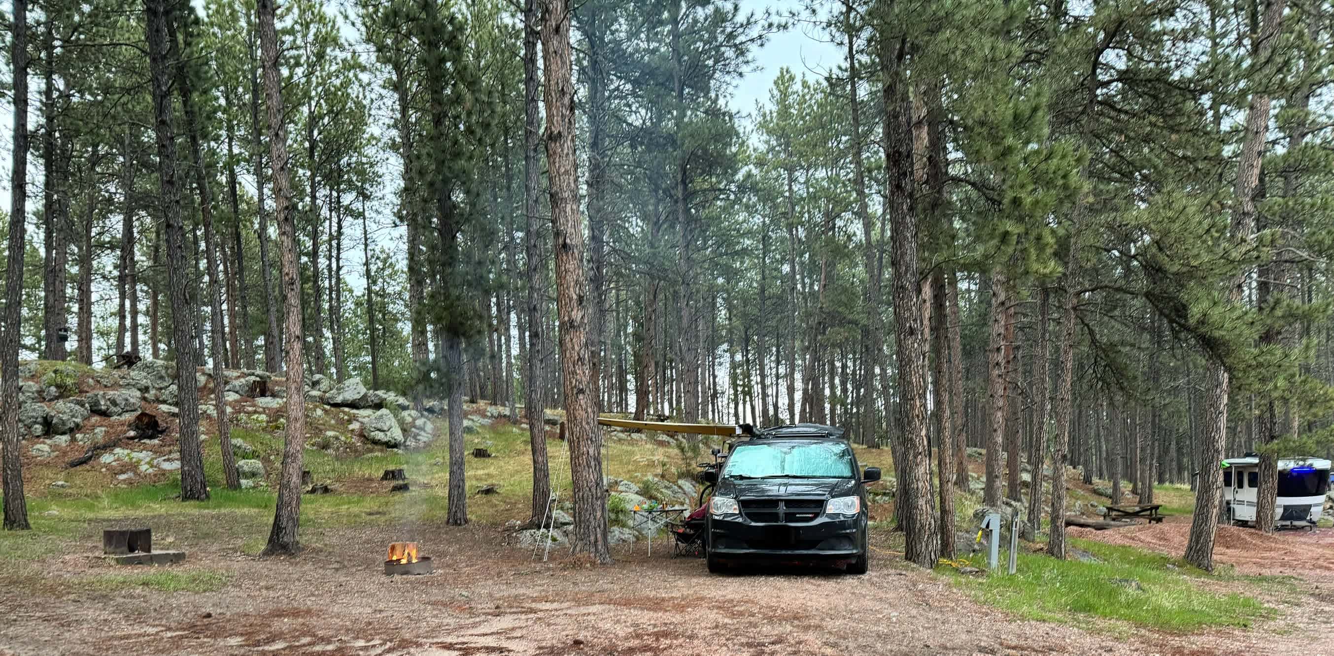 Tent camping near a pine forest