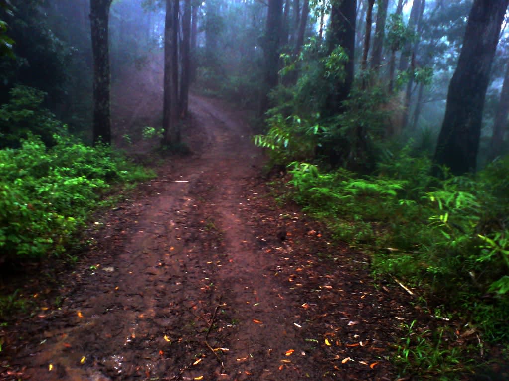 The Den of the Treehouse
