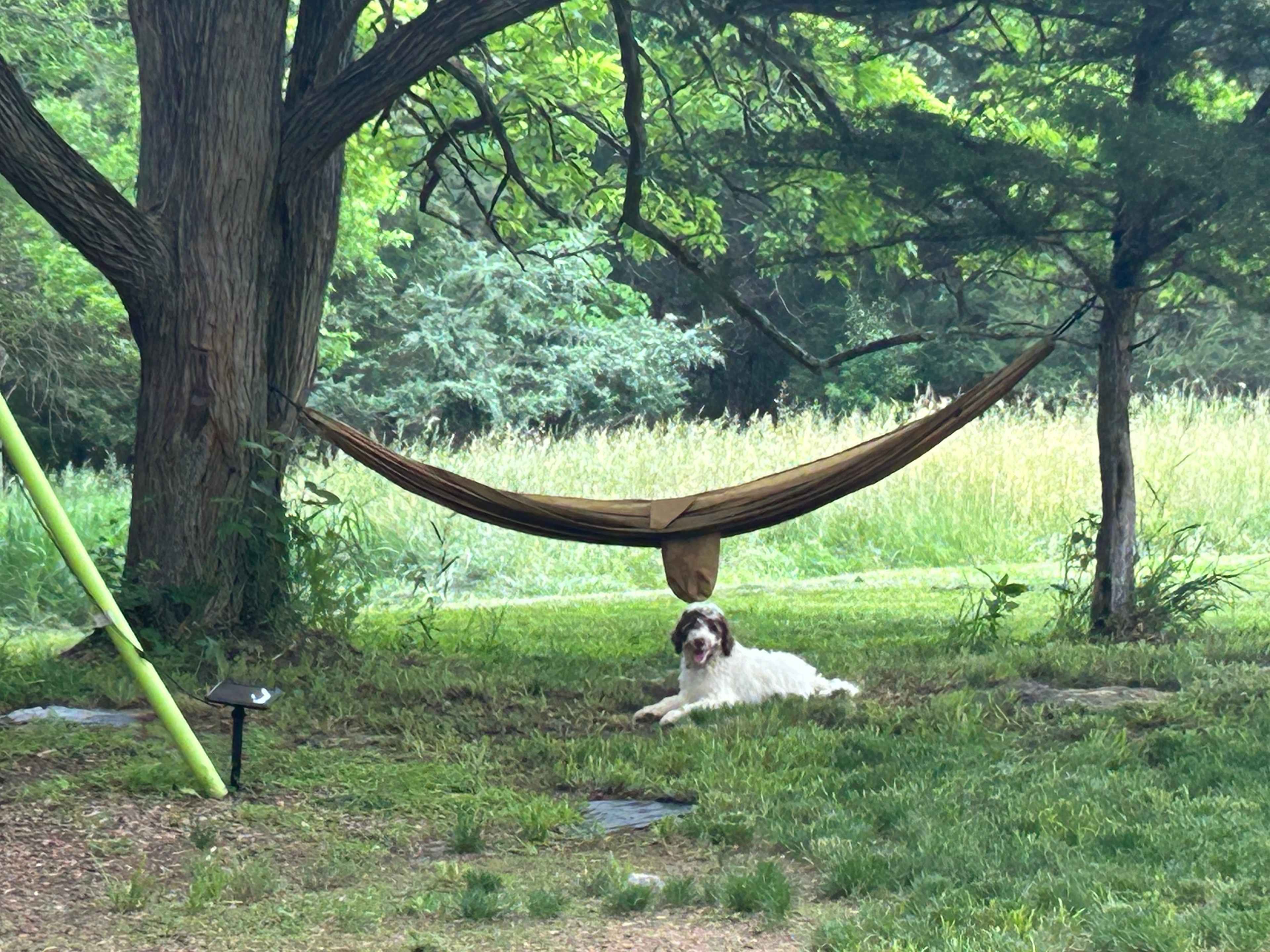 One of two hammocks, and the puppy’s favorite shady spot.