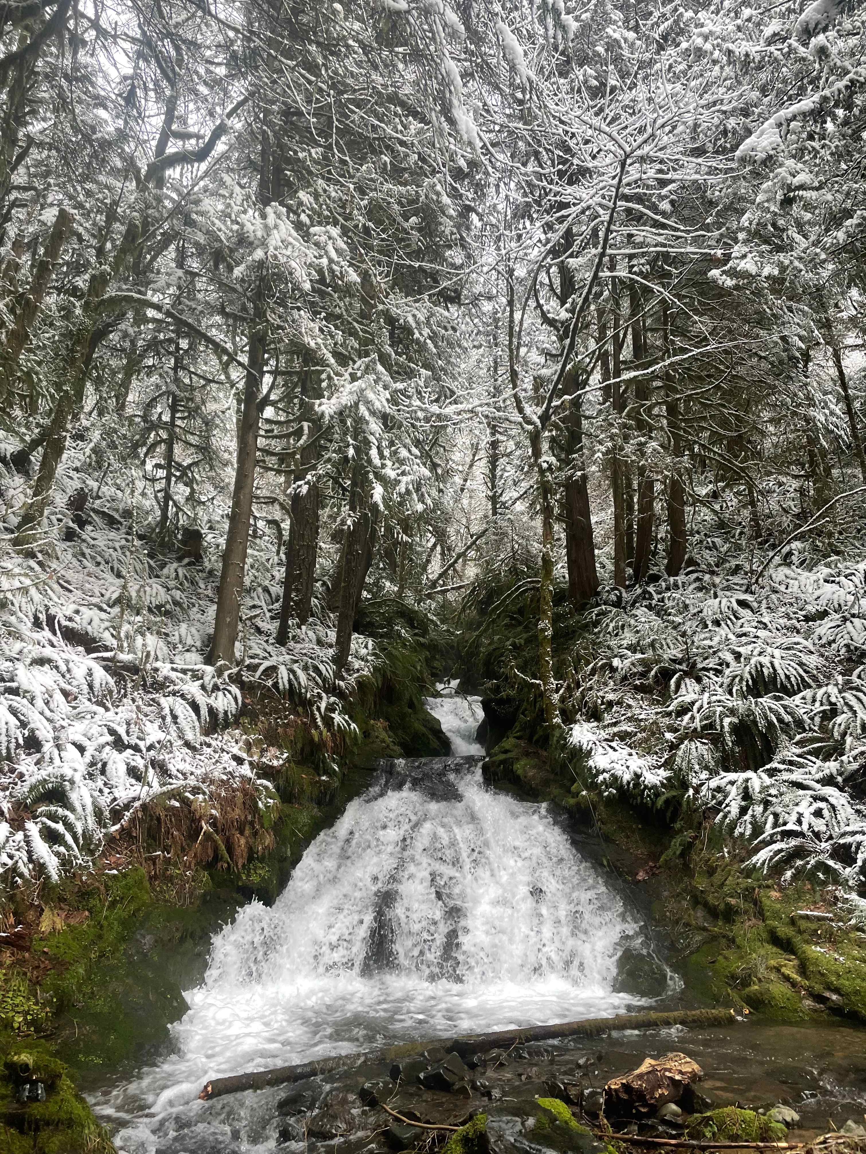 This is the most accessible waterfall on our land. We call it Grotto Falls, because it has a grotto and small pool at the top of the 15’ falls.