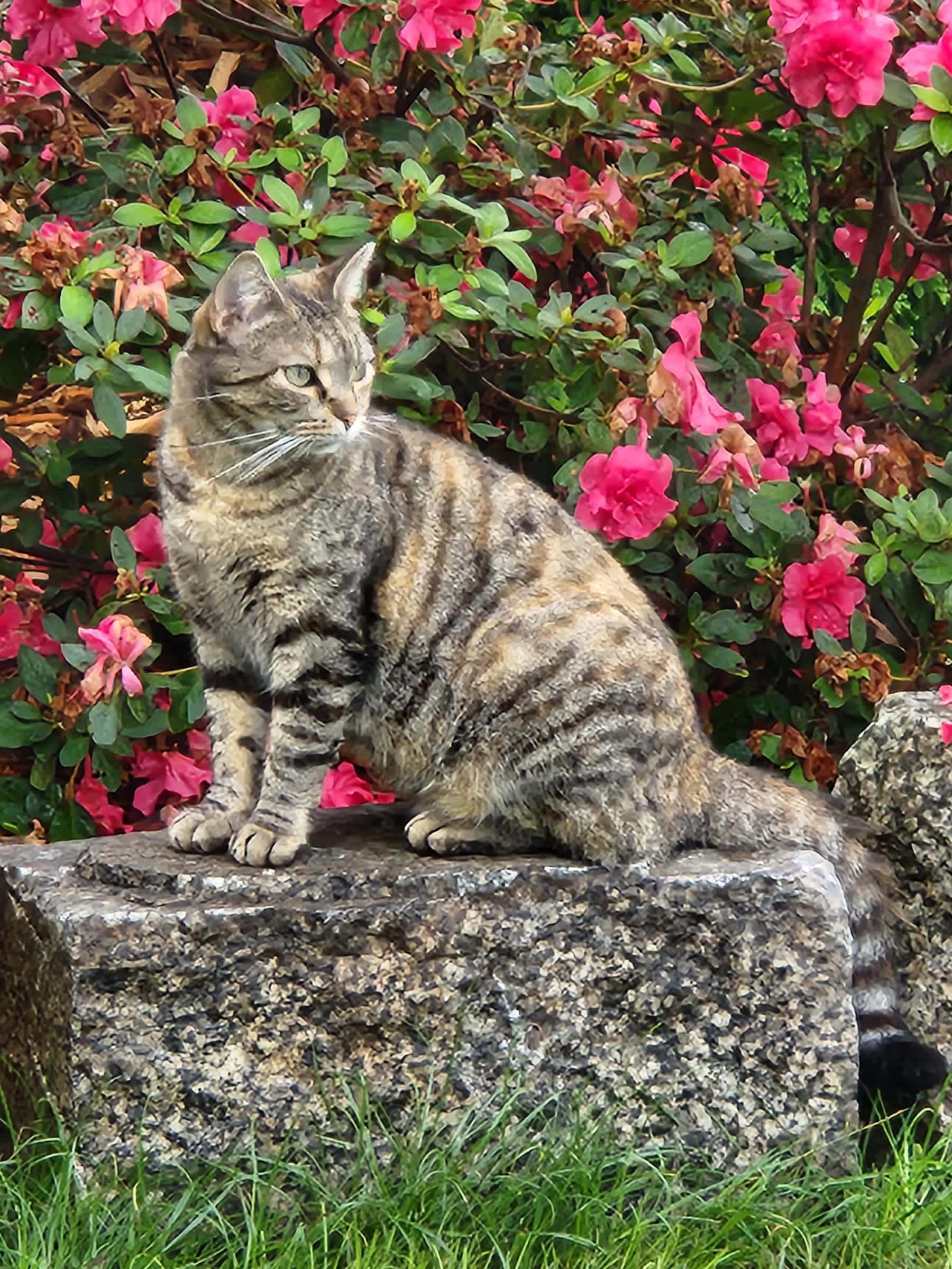 Felidae Farm