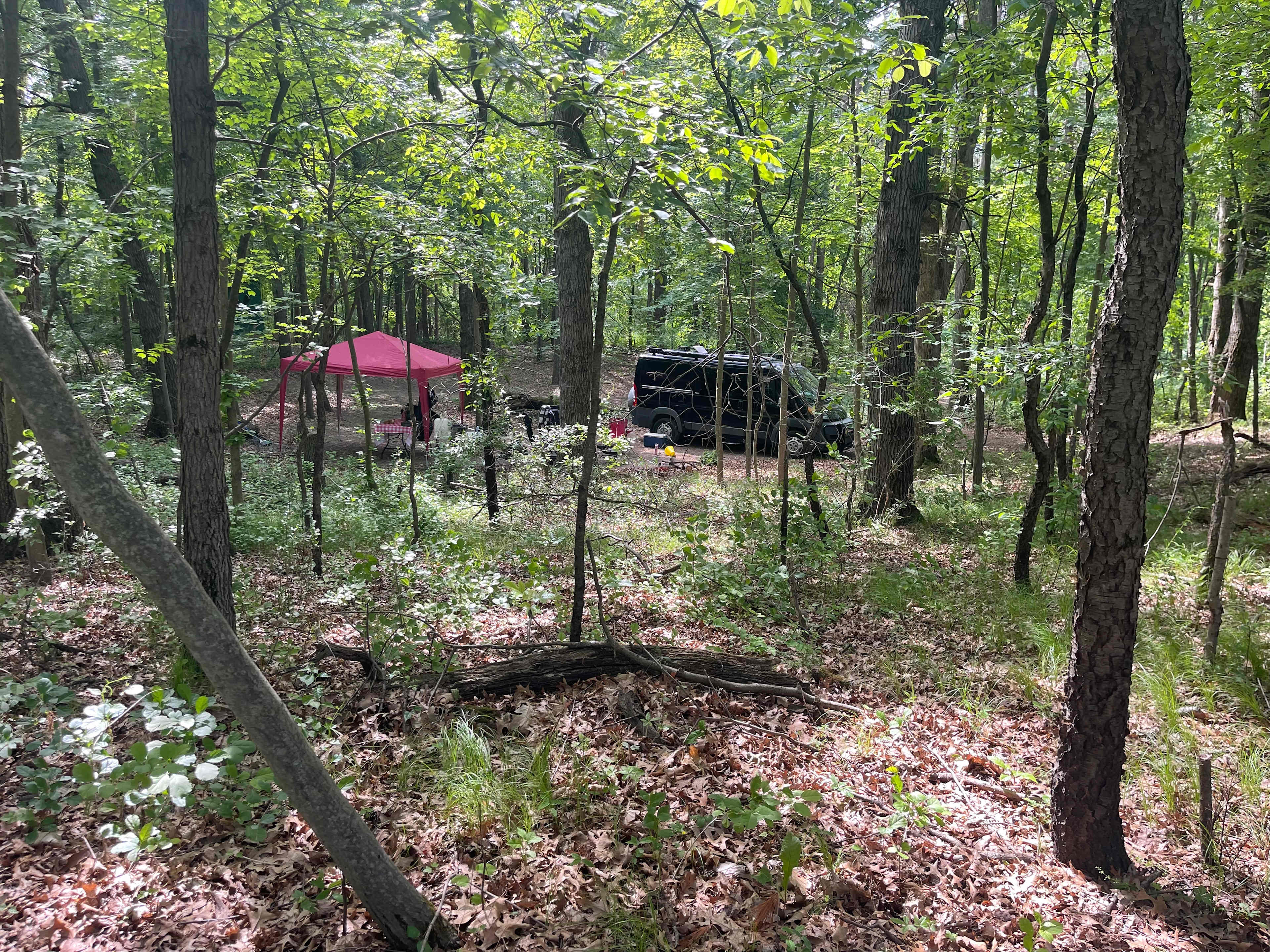 Mulligan's Valley in the Woods
