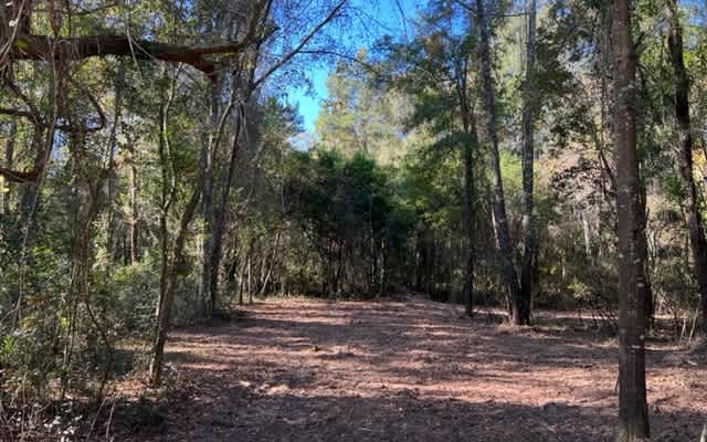 Cassia Hill Near Blue Springs