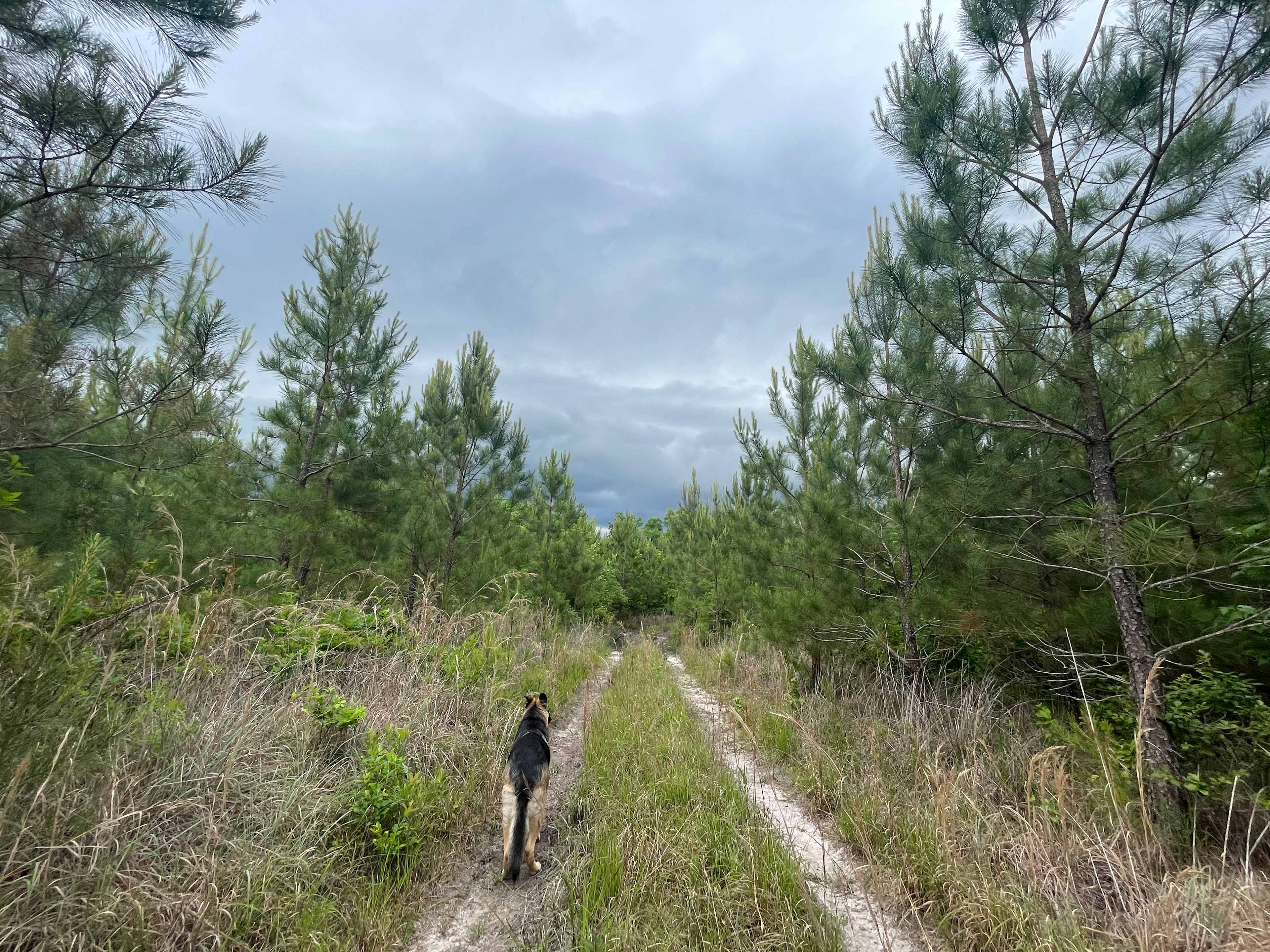 50 Acre Woods